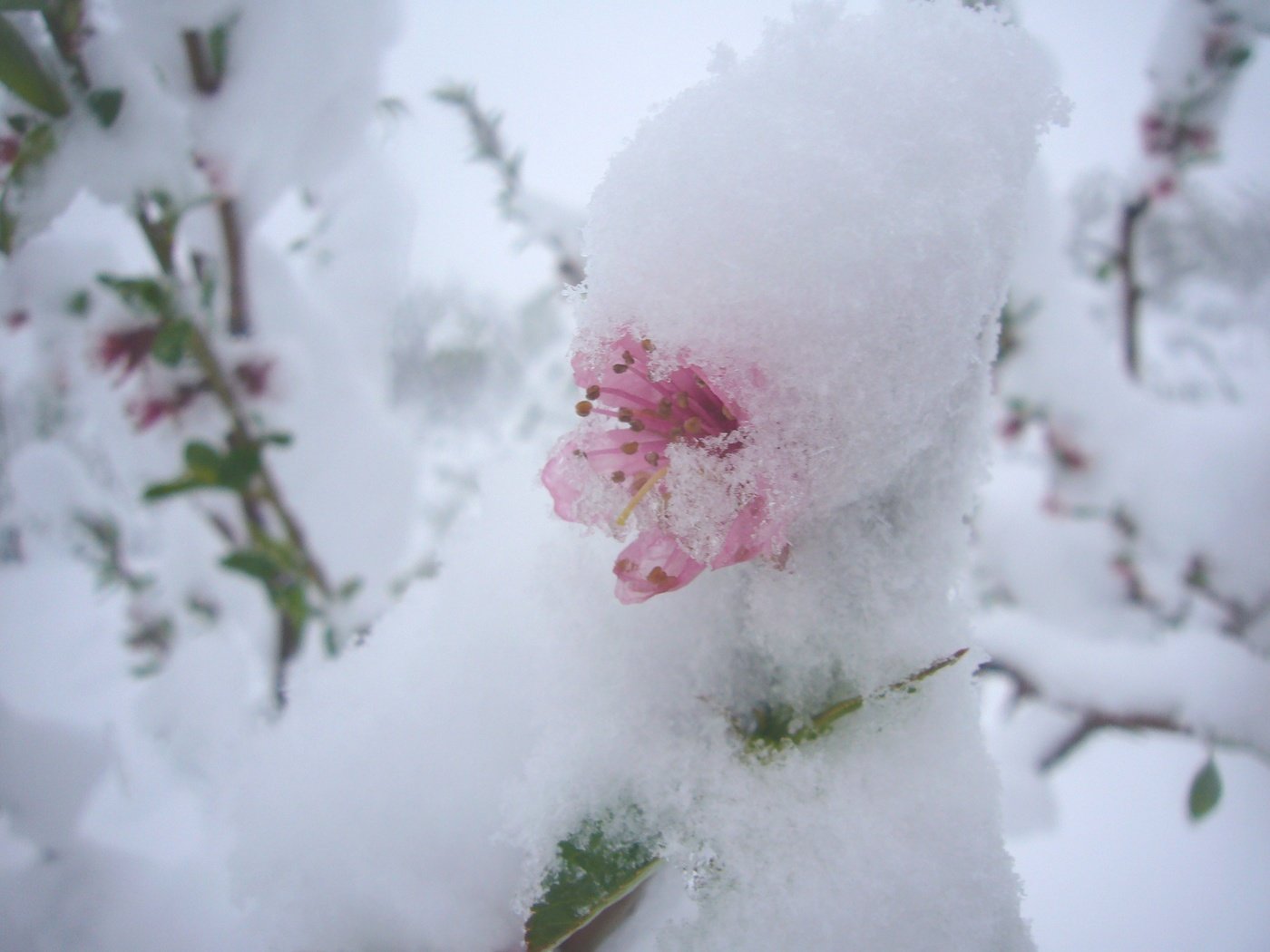 Обои цветы, снег, природа, цветение, фон, весна, flowers, snow, nature, flowering, background, spring разрешение 2816x2112 Загрузить