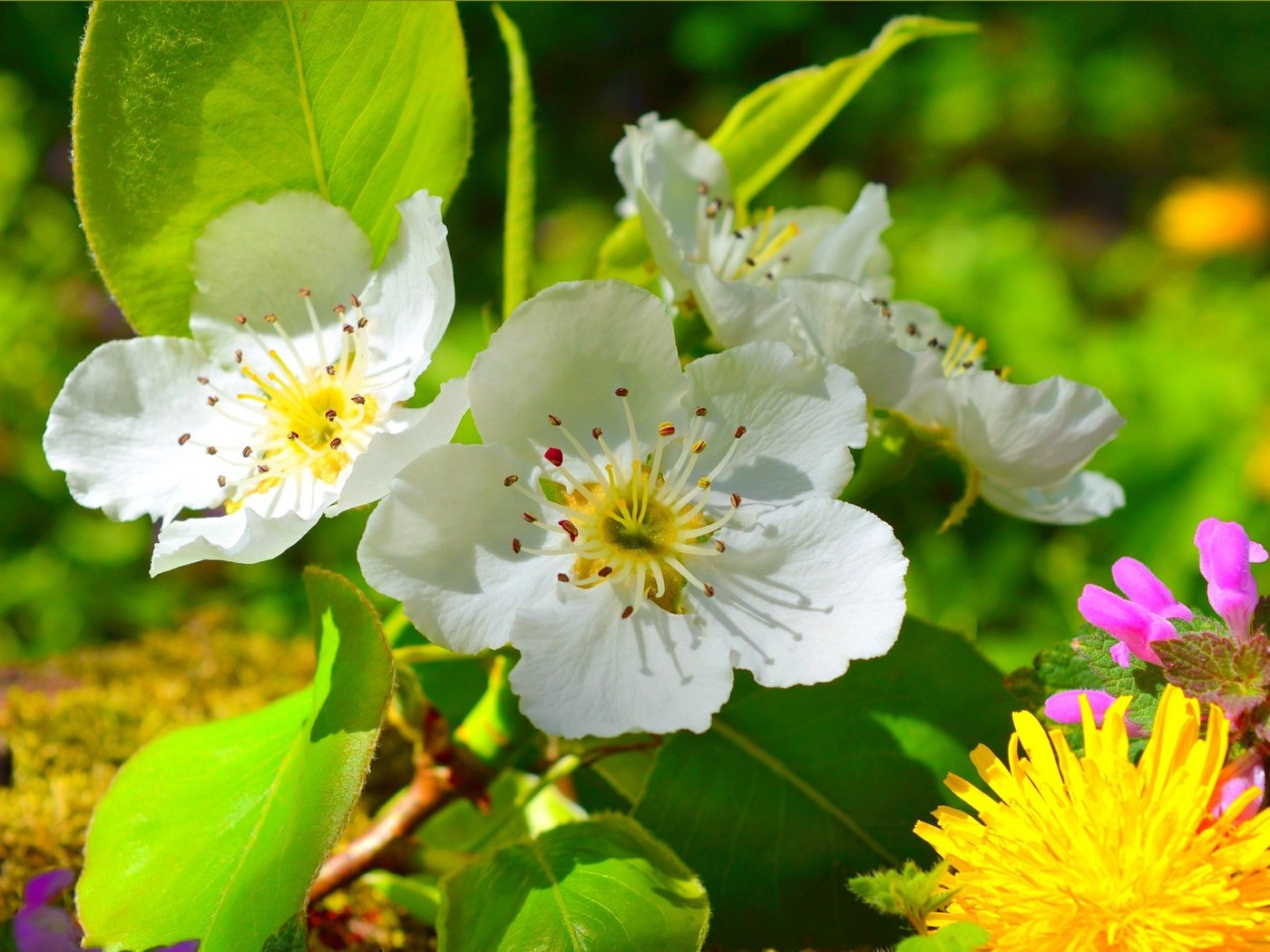 Обои цветение, весна, одуванчик, яблоня, flowering, spring, dandelion, apple разрешение 3004x1905 Загрузить