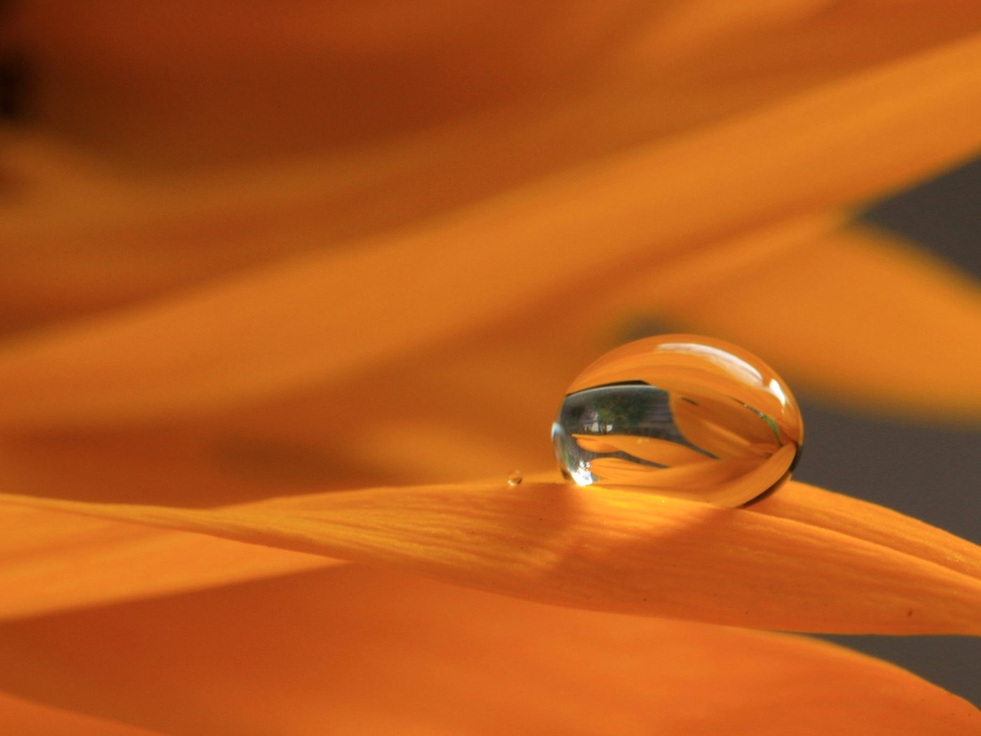 Обои макро, отражение, цветок, роса, капля, лепестки, macro, reflection, flower, rosa, drop, petals разрешение 2048x1365 Загрузить