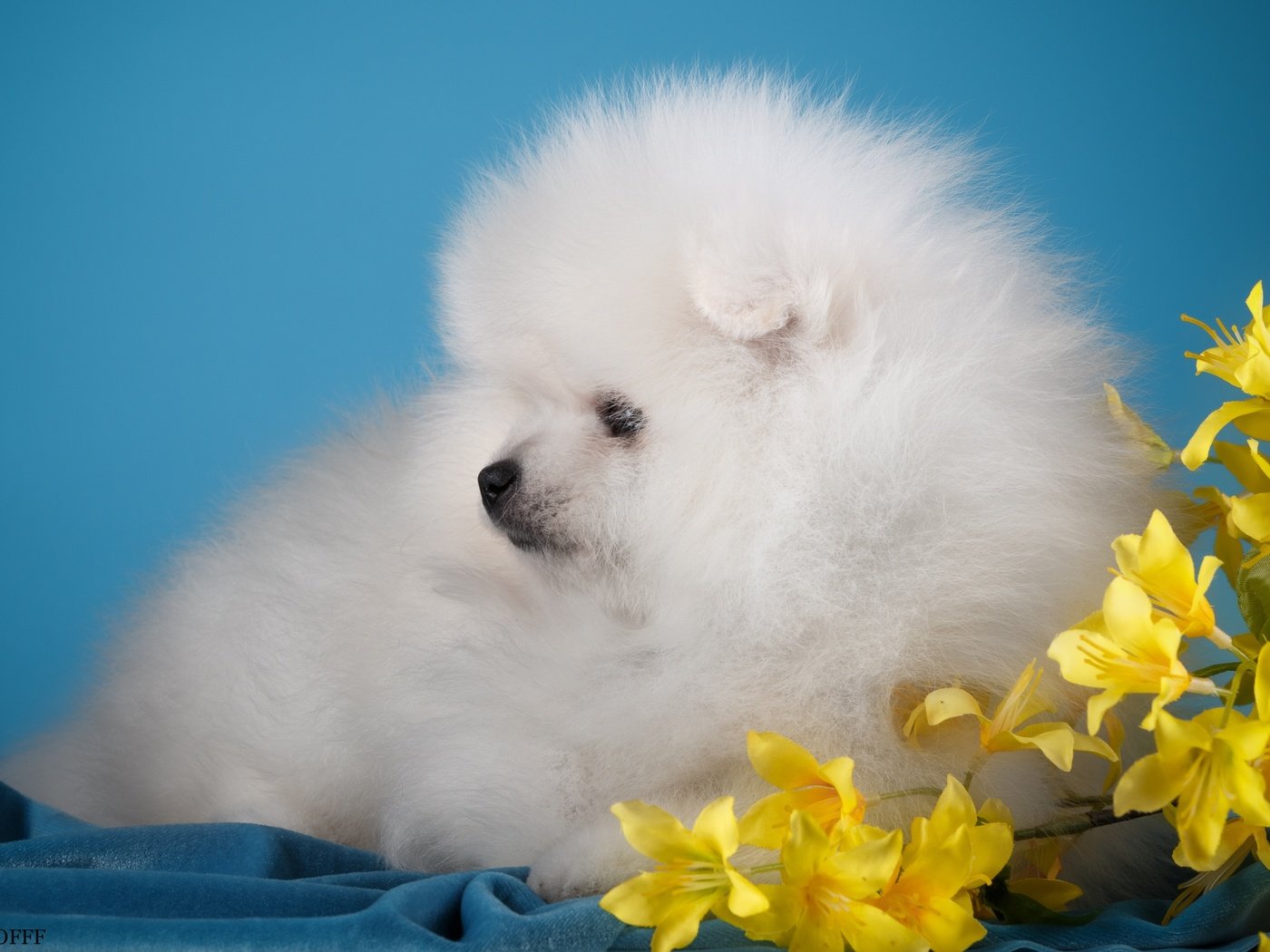 Обои цветы, белый, собака, щенок, милый, шпиц, flowers, white, dog, puppy, cute, spitz разрешение 3000x1955 Загрузить