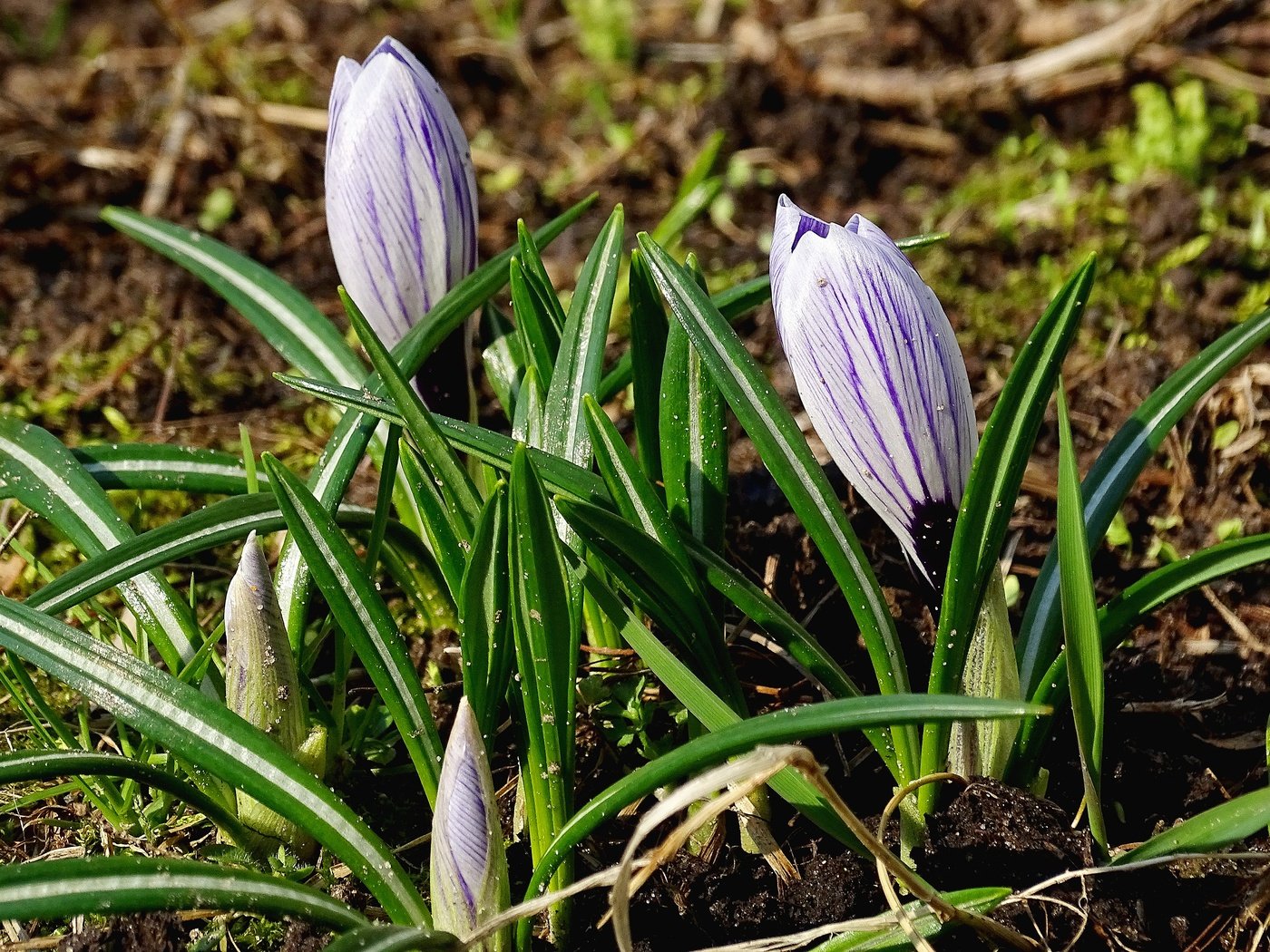 Обои цветы, зелень, весна, крокусы, flowers, greens, spring, crocuses разрешение 5184x3456 Загрузить