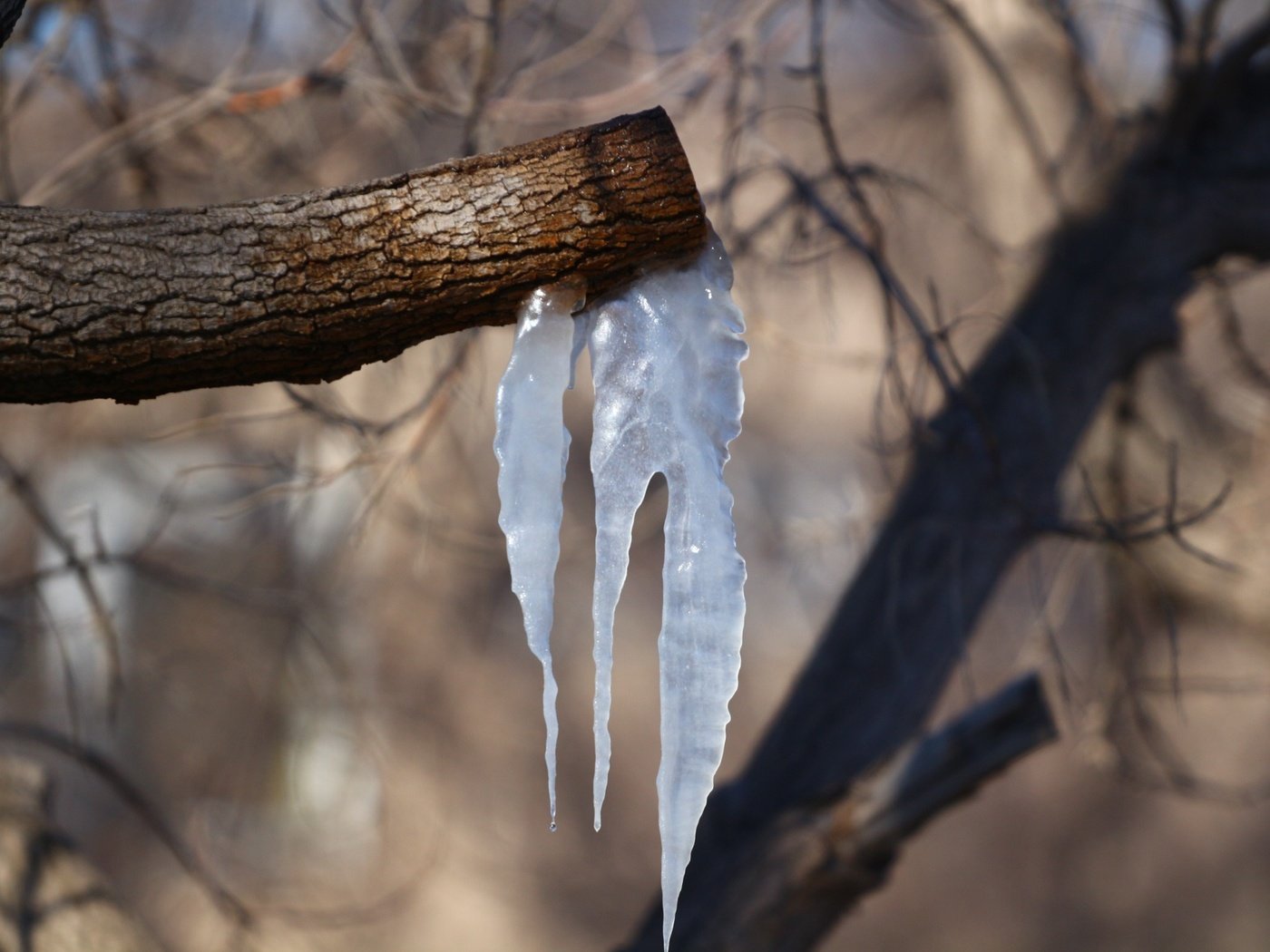 Обои деревья, природа, фон, весна, сосульки, trees, nature, background, spring, icicles разрешение 1920x1280 Загрузить