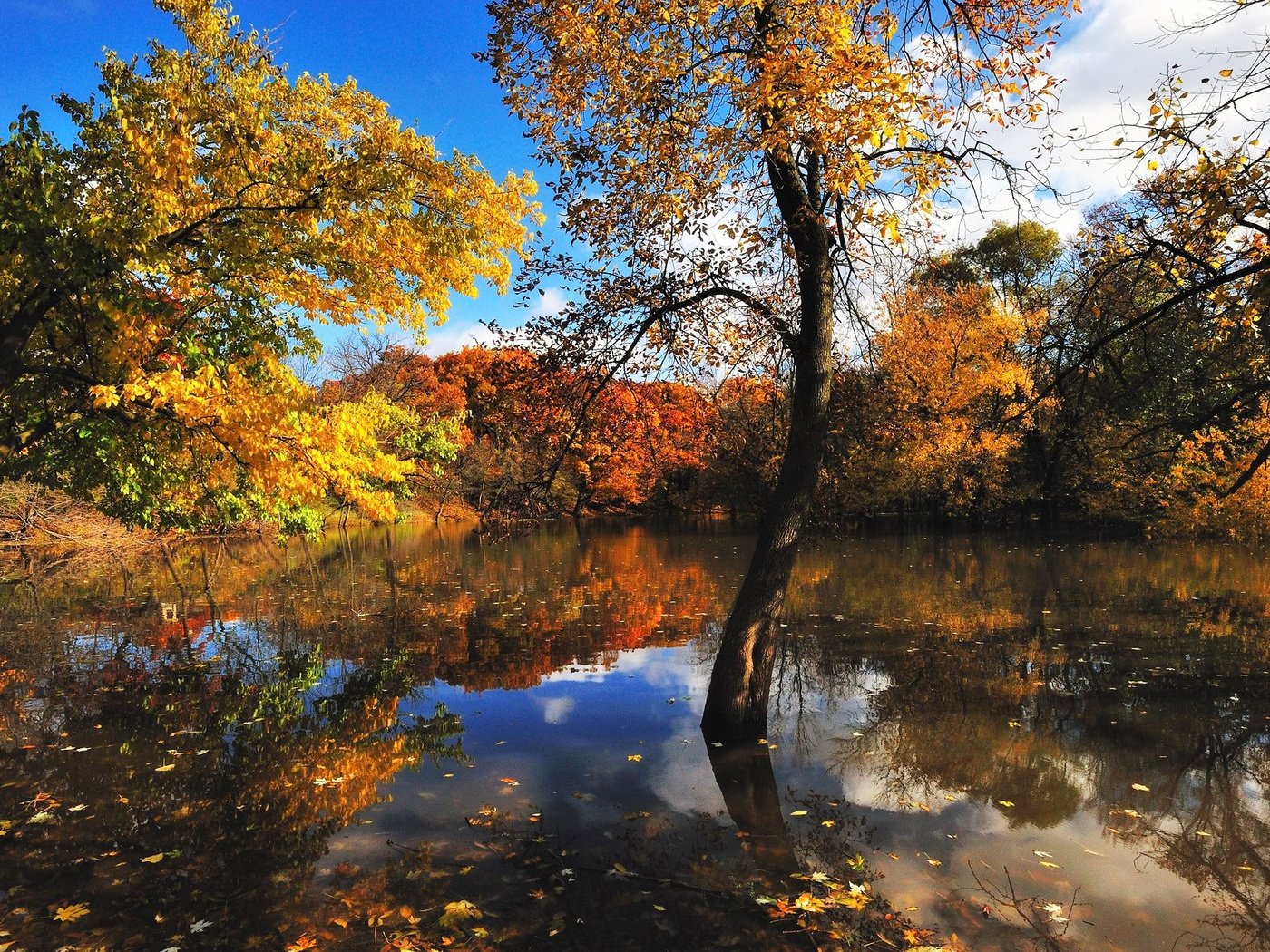 Обои деревья, вода, отражение, листва, осень, trees, water, reflection, foliage, autumn разрешение 1920x1280 Загрузить