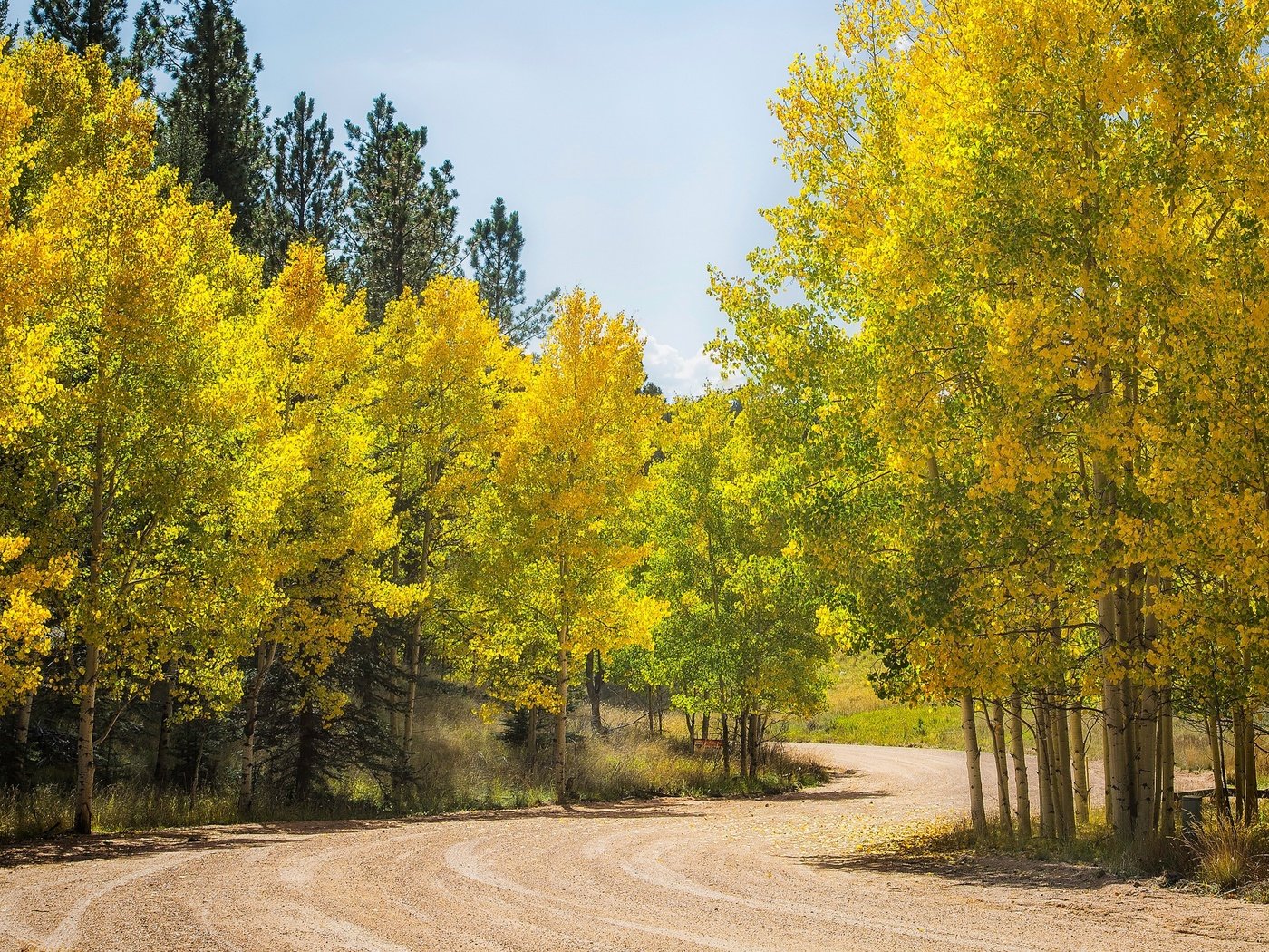 Обои дорога, деревья, лес, осень, сша, колорадо, осина, аспен, road, trees, forest, autumn, usa, colorado, aspen разрешение 3432x1600 Загрузить