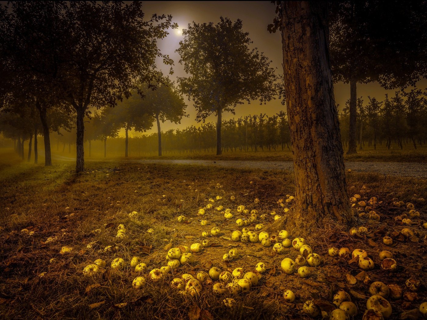 Обои дорога, ночь, деревья, яблоки, road, night, trees, apples разрешение 2048x1383 Загрузить