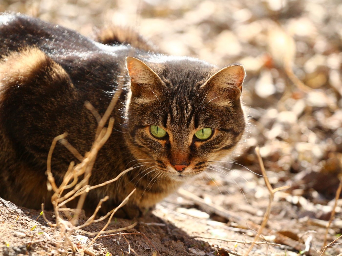 Обои глаза, кот, мордашка, сухая трава, eyes, cat, face, dry grass разрешение 1920x1280 Загрузить