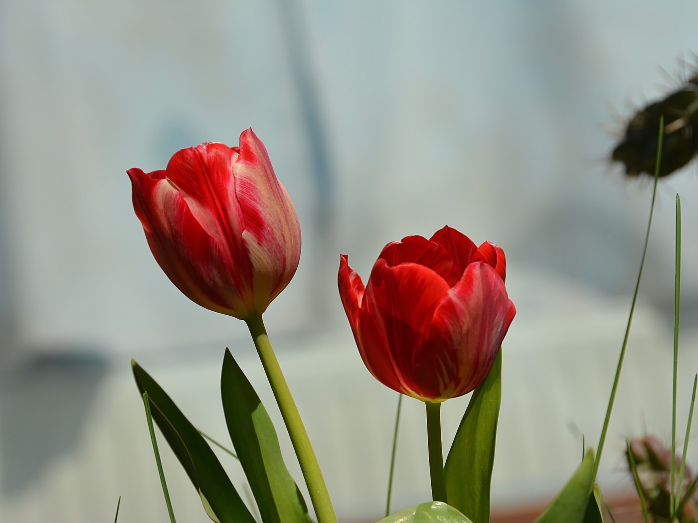 Обои цветы, красные, весна, тюльпаны, flowers, red, spring, tulips разрешение 6000x4000 Загрузить