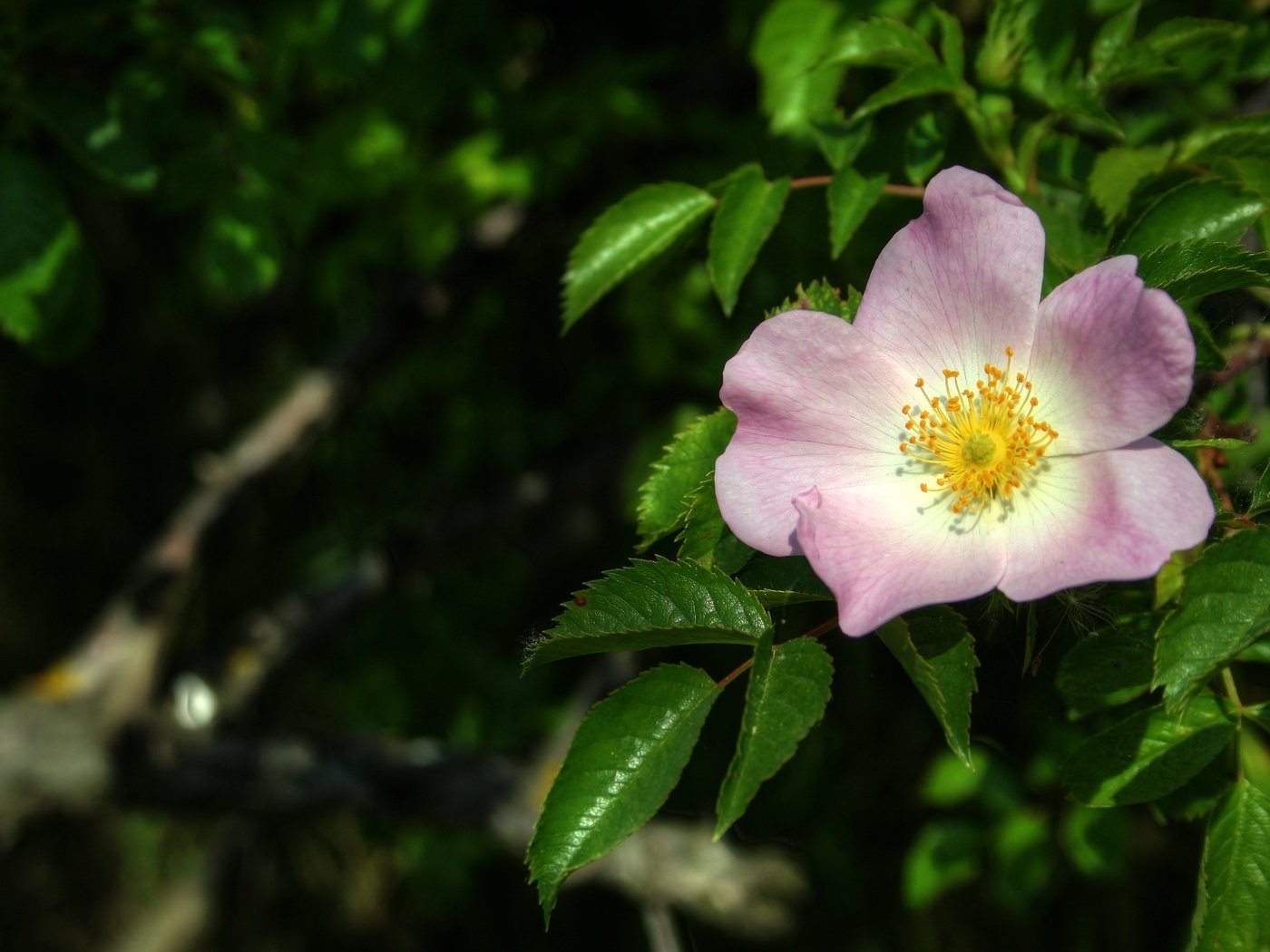 Обои листья, макро, цветок, весна, шиповник, leaves, macro, flower, spring, briar разрешение 3294x2157 Загрузить