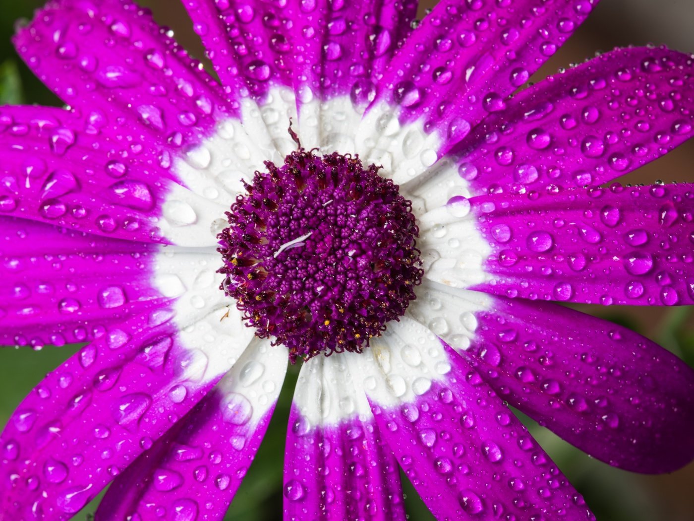 Обои макро, цветок, капли, лепестки, цинерария, macro, flower, drops, petals, cineraria разрешение 6016x4016 Загрузить