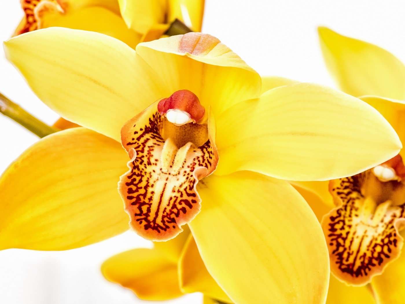 Орхидея Цимбидиум макро