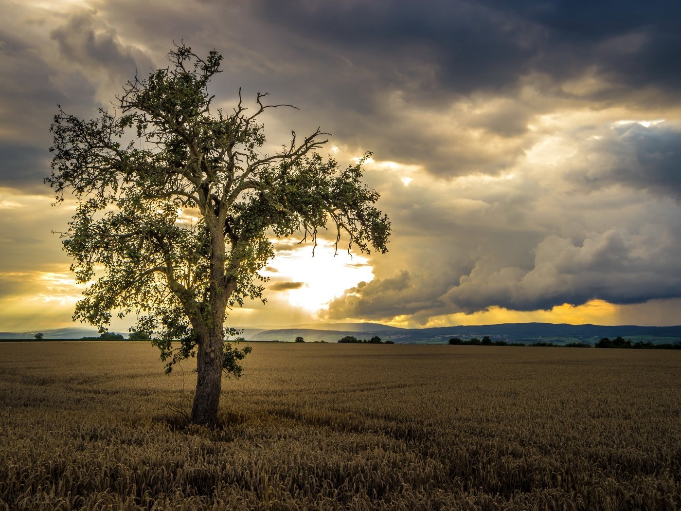 Обои небо, облака, природа, дерево, пейзаж, поле, солнечный свет, the sky, clouds, nature, tree, landscape, field, sunlight разрешение 2560x1707 Загрузить