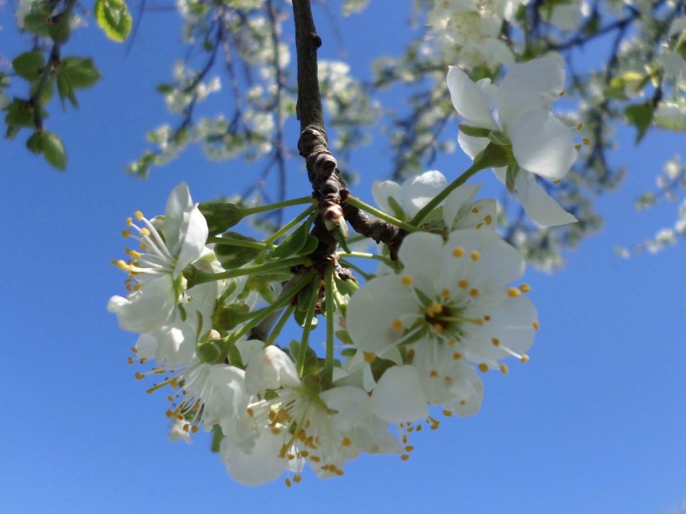 Обои небо, ветка, цветение, весна, слива, the sky, branch, flowering, spring, drain разрешение 4119x3089 Загрузить