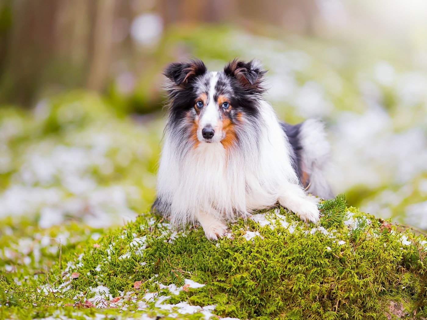 Обои портрет, взгляд, собака, боке, шелти, шетландская овчарка, portrait, look, dog, bokeh, sheltie, shetland sheepdog разрешение 4903x3269 Загрузить