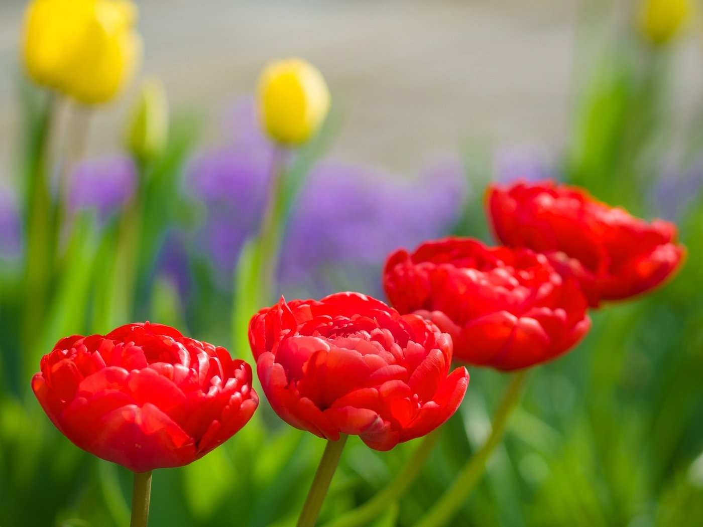 Обои природа, бутоны, макро, лепестки, сад, весна, тюльпаны, karsten gieselmann, nature, buds, macro, petals, garden, spring, tulips разрешение 2048x1425 Загрузить