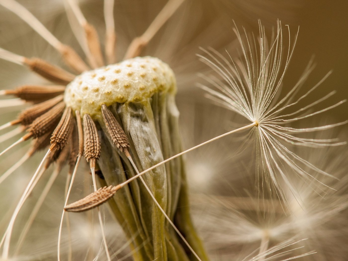 Обои природа, макро, цветок, одуванчик, семена, пушинки, былинки, nature, macro, flower, dandelion, seeds, fuzzes, blade разрешение 1920x1200 Загрузить