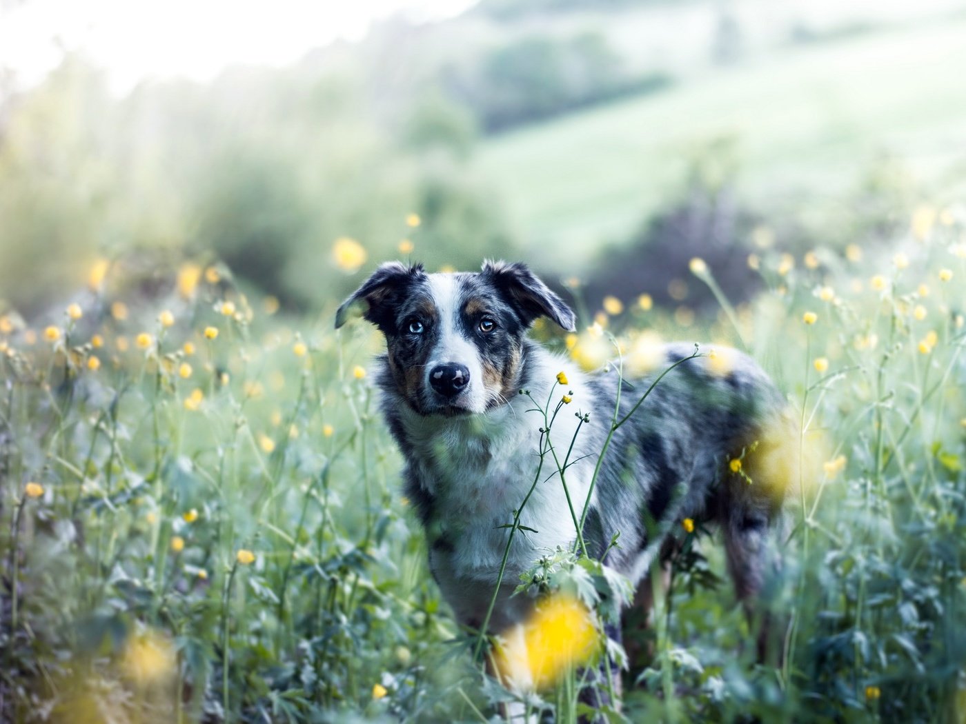 Обои цветы, природа, собака, друг, австралийская овчарка, аусси, flowers, nature, dog, each, australian shepherd, aussie разрешение 2560x1636 Загрузить