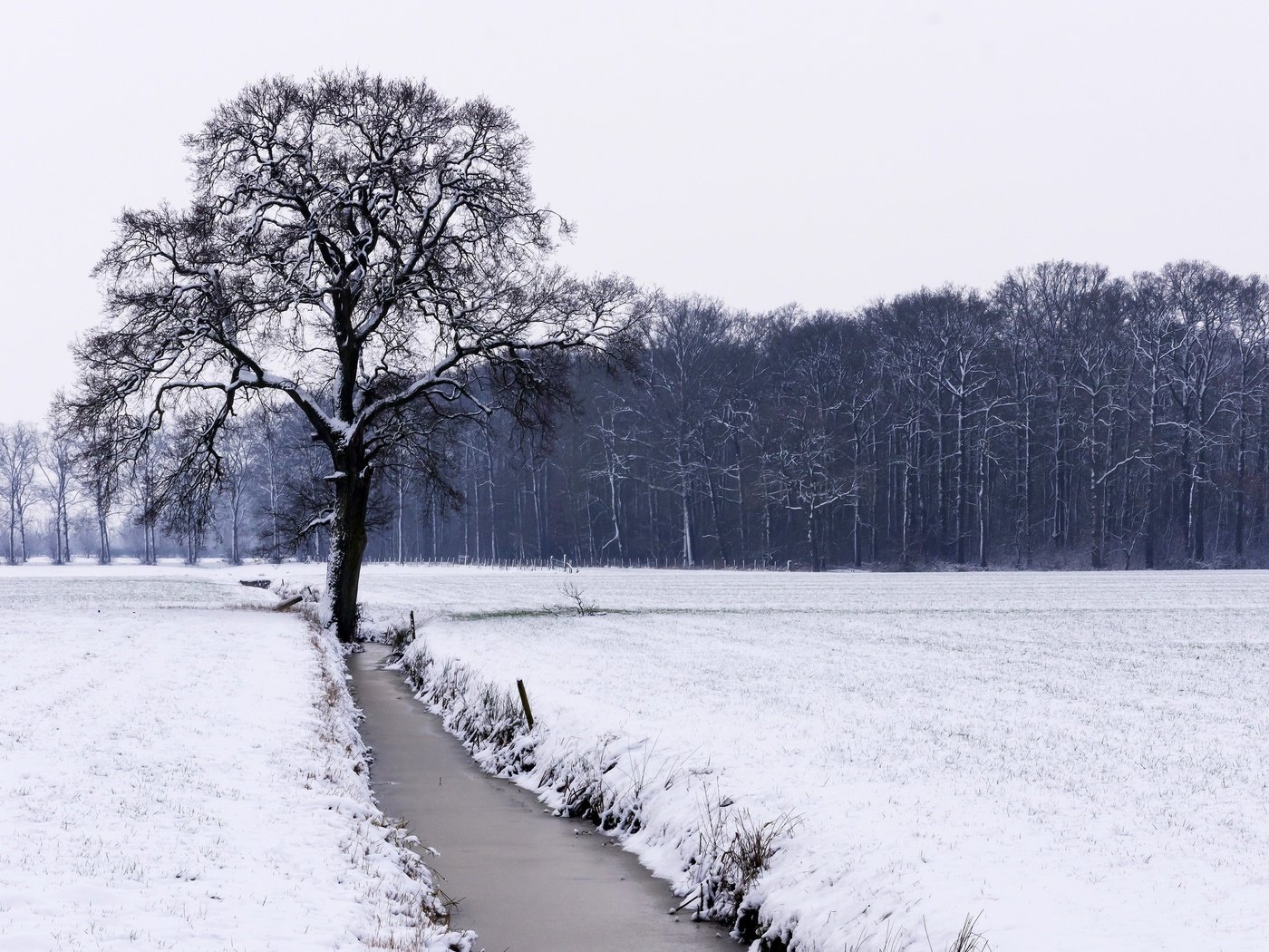 Обои река, снег, дерево, лес, зима, поле, чёрно-белое, river, snow, tree, forest, winter, field, black and white разрешение 2560x1706 Загрузить