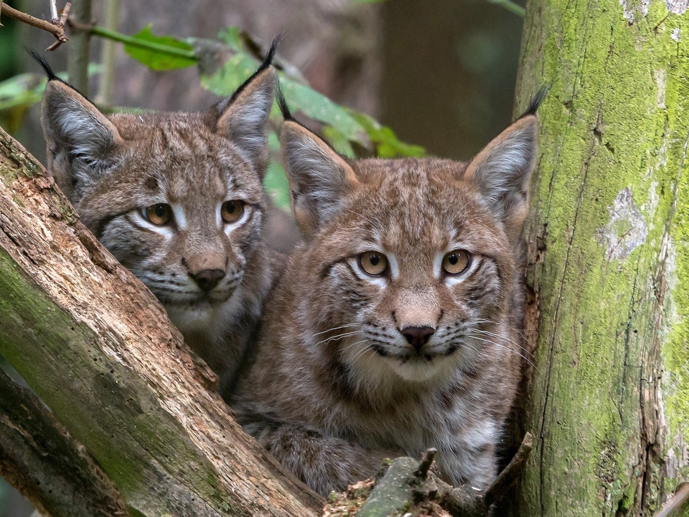 Обои рысь, взгляд, пара, дикая кошка, lynx, look, pair, wild cat разрешение 1920x1231 Загрузить