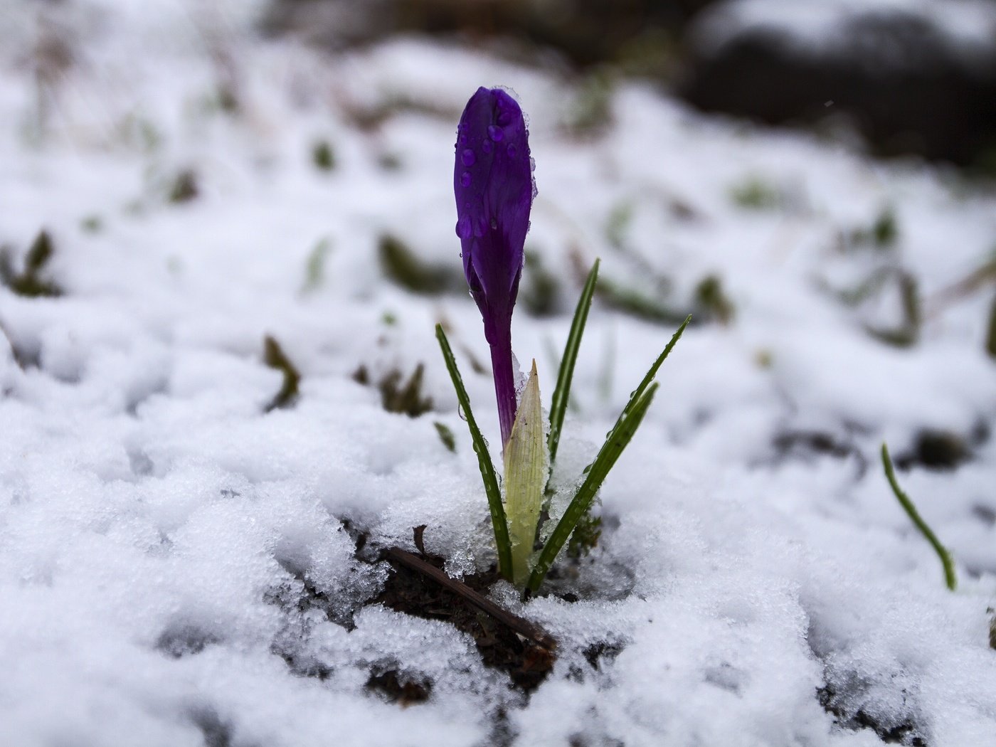 Обои снег, макро, крокус, шафран, snow, macro, krokus, saffron разрешение 5032x3456 Загрузить