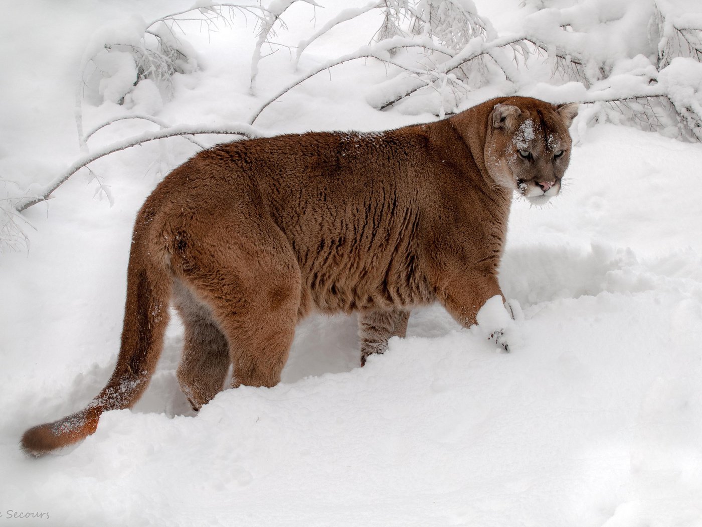 Обои снег, зима, кошка, хвост, пума, горный лев, кугуар, snow, winter, cat, tail, puma, mountain lion, cougar разрешение 2048x1360 Загрузить