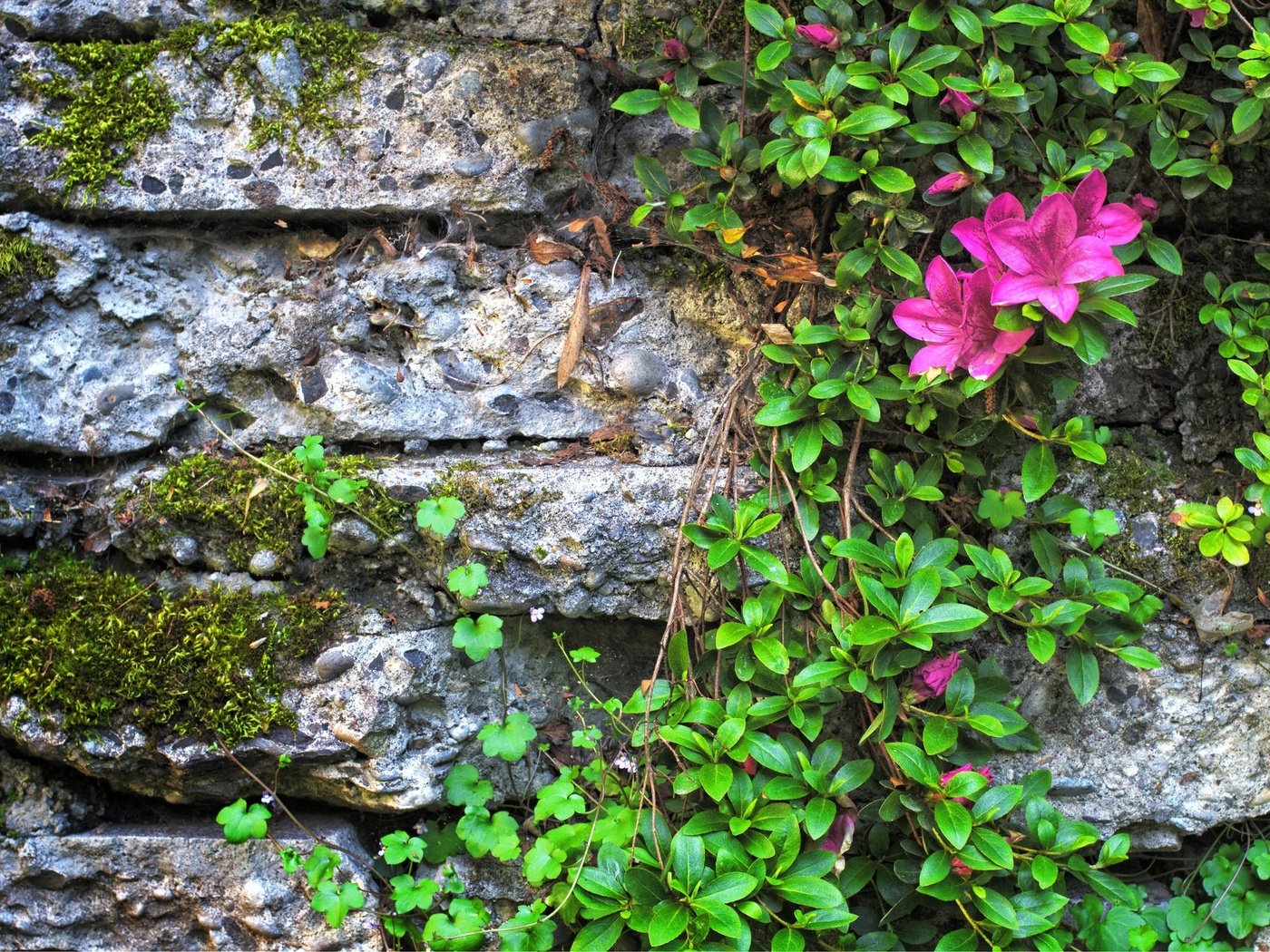 Обои цветы, листья, стена, камень, мох, азалия, flowers, leaves, wall, stone, moss, azalea разрешение 2048x1337 Загрузить