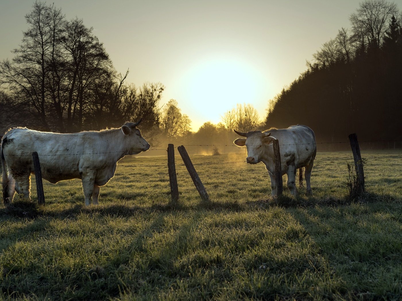 Обои природа, утро, забор, скот, корова, коровы, nature, morning, the fence, cattle, cow, cows разрешение 2048x1152 Загрузить