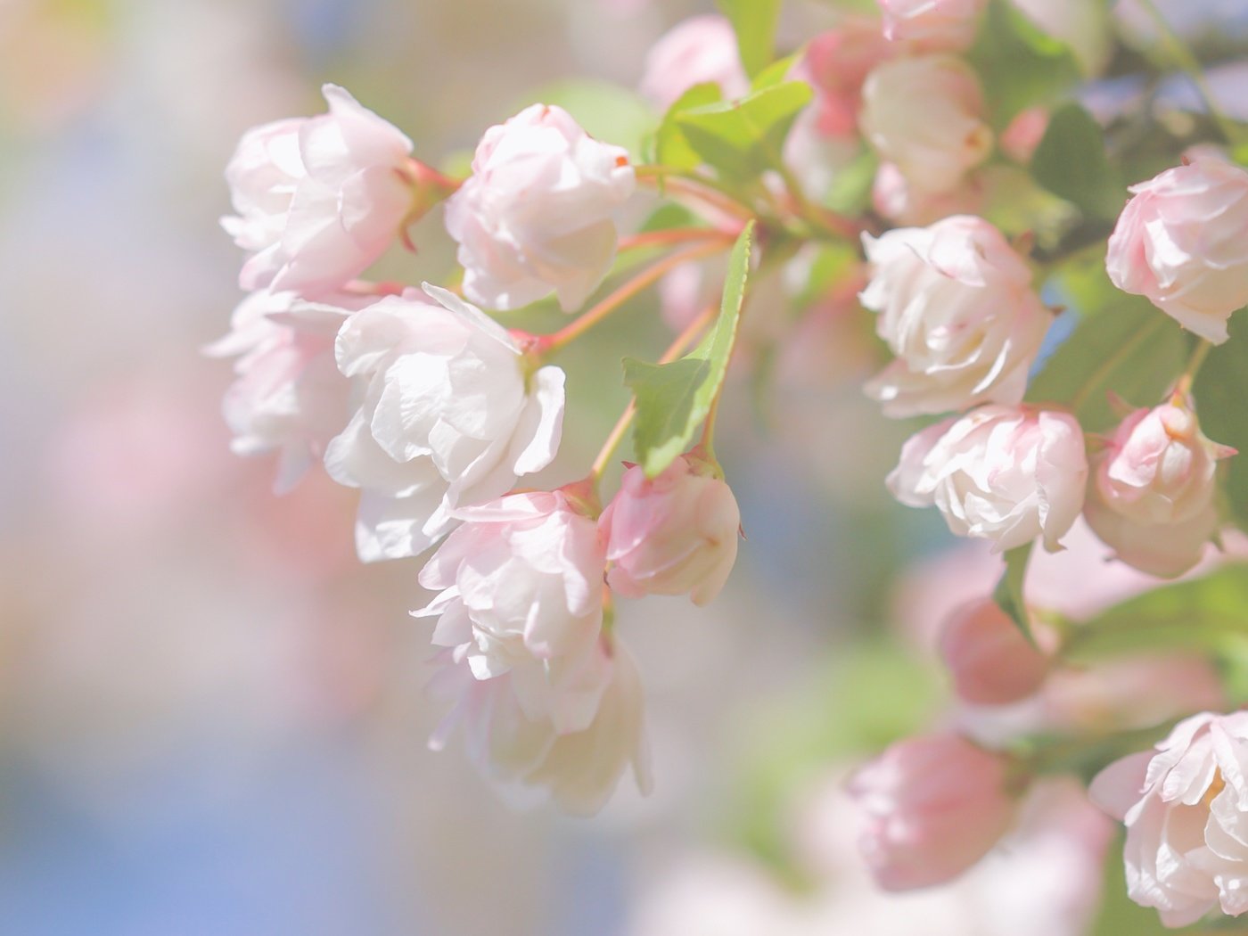 Обои ветка, цветение, макро, весна, цветки, бутончики, paula w, branch, flowering, macro, spring, flowers, buds разрешение 2400x1600 Загрузить