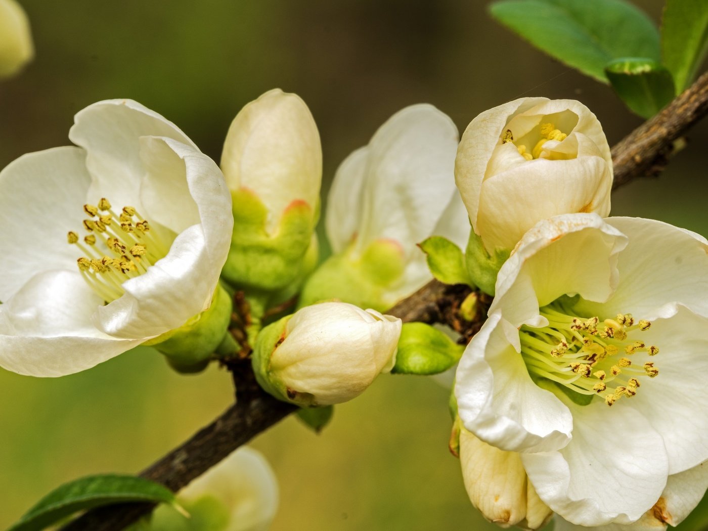 Обои ветка, природа, цветение, макро, фон, весна, branch, nature, flowering, macro, background, spring разрешение 2048x1362 Загрузить