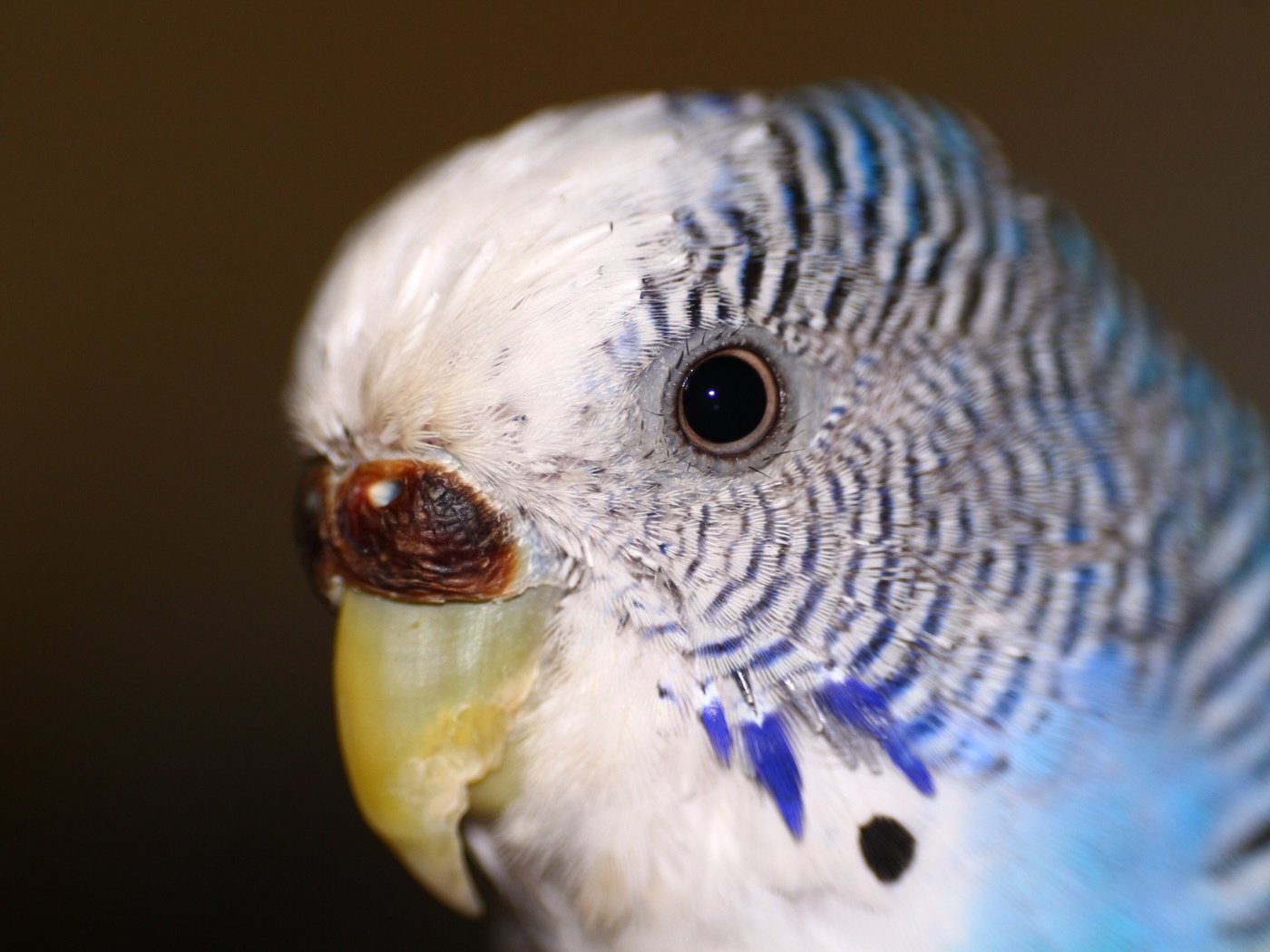 Обои птица, животное, глаз, попугай, волнистый попугай, bird, animal, eyes, parrot, wavy parrot разрешение 1920x1280 Загрузить
