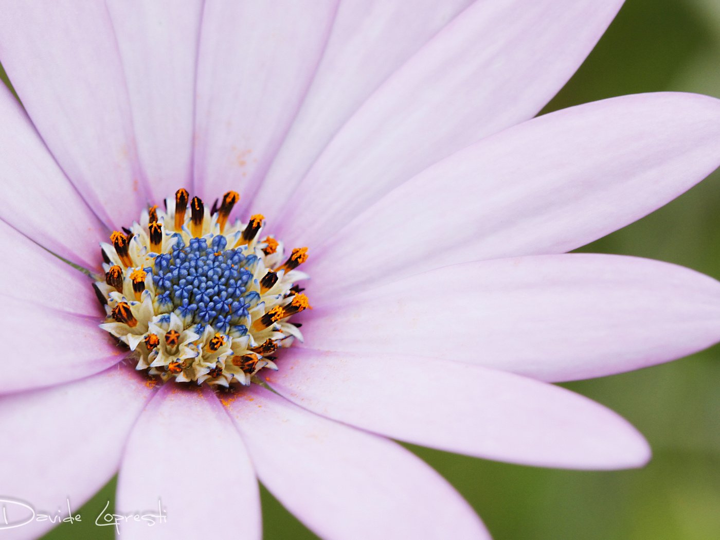 Обои макро, цветок, лепестки, остеоспермум, davide lopresti, macro, flower, petals, osteospermum разрешение 2000x1333 Загрузить