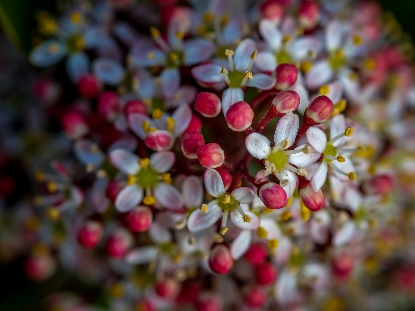 Обои цветы, природа, цветение, фон, весна, flowers, nature, flowering, background, spring разрешение 4896x2760 Загрузить