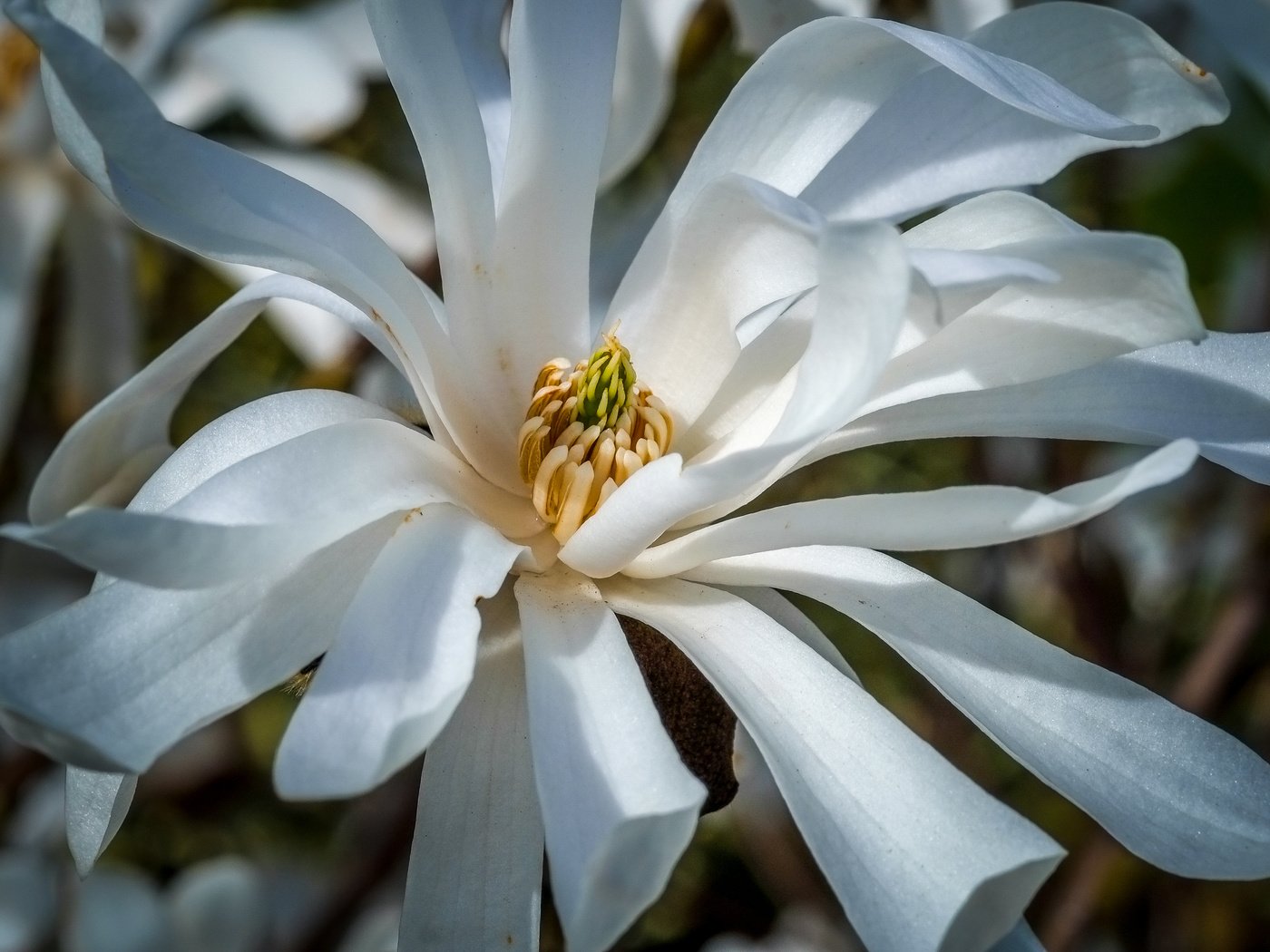 Обои цветы, цветение, весна, белые, магнолия, jazzmatica, flowers, flowering, spring, white, magnolia разрешение 4896x2760 Загрузить