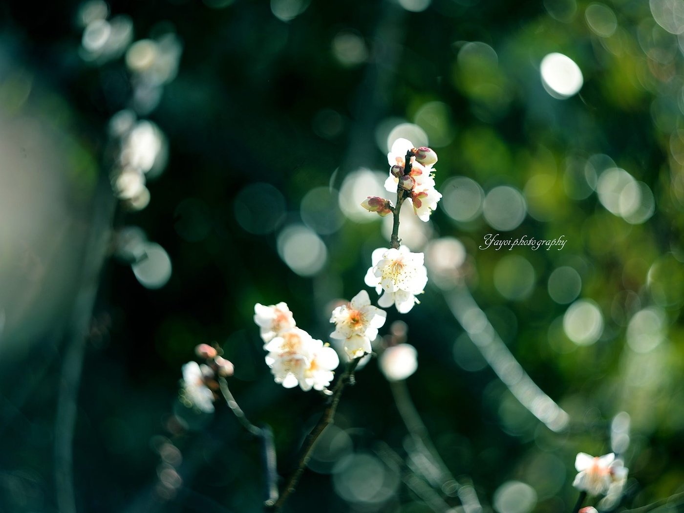 Обои цветы, ветка, цветение, размытость, весна, сакура, yayoi, flowers, branch, flowering, blur, spring, sakura разрешение 2000x1331 Загрузить