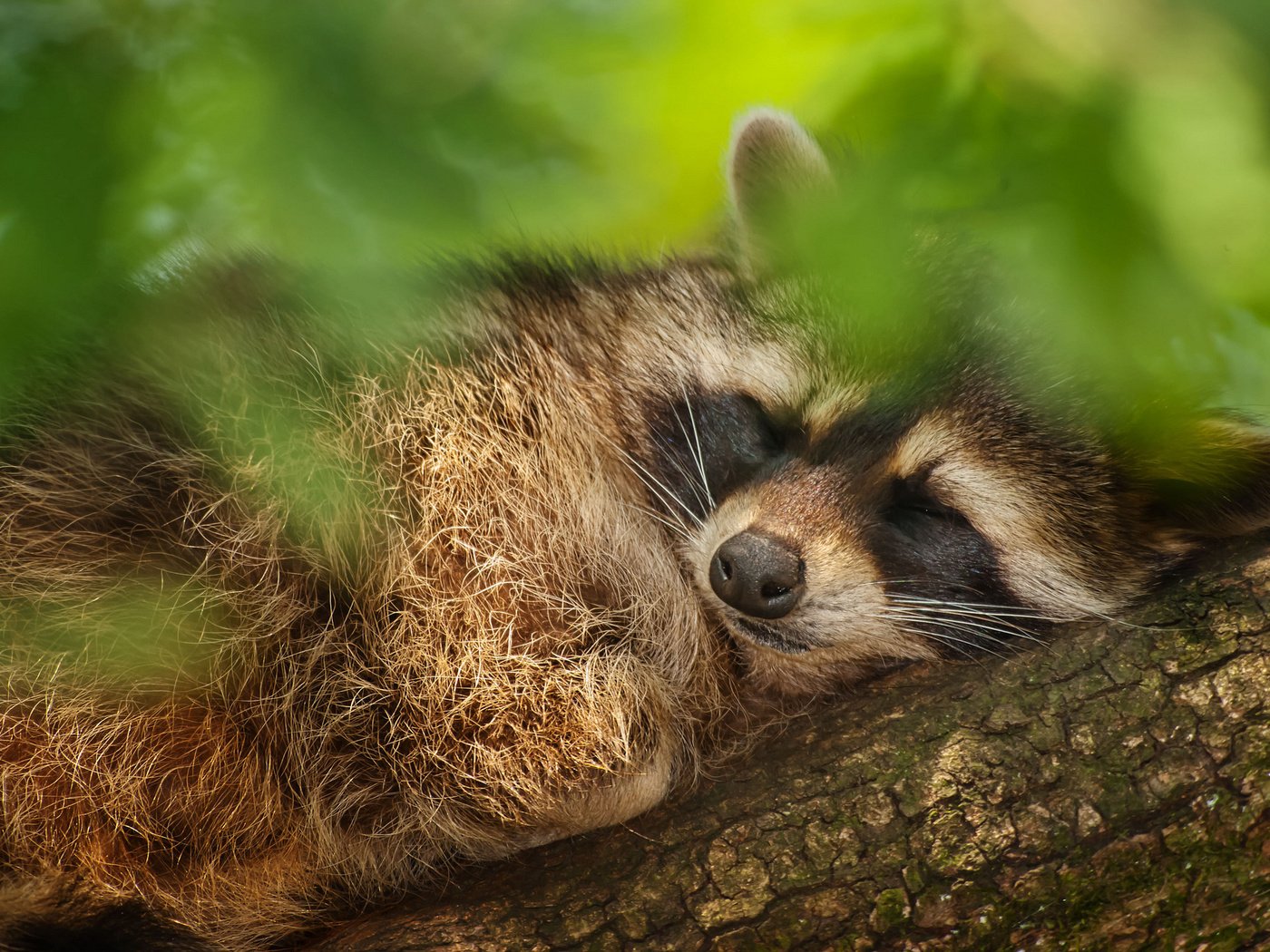 Обои дерево, листья, сон, животное, енот, tree, leaves, sleep, animal, raccoon разрешение 2048x1365 Загрузить