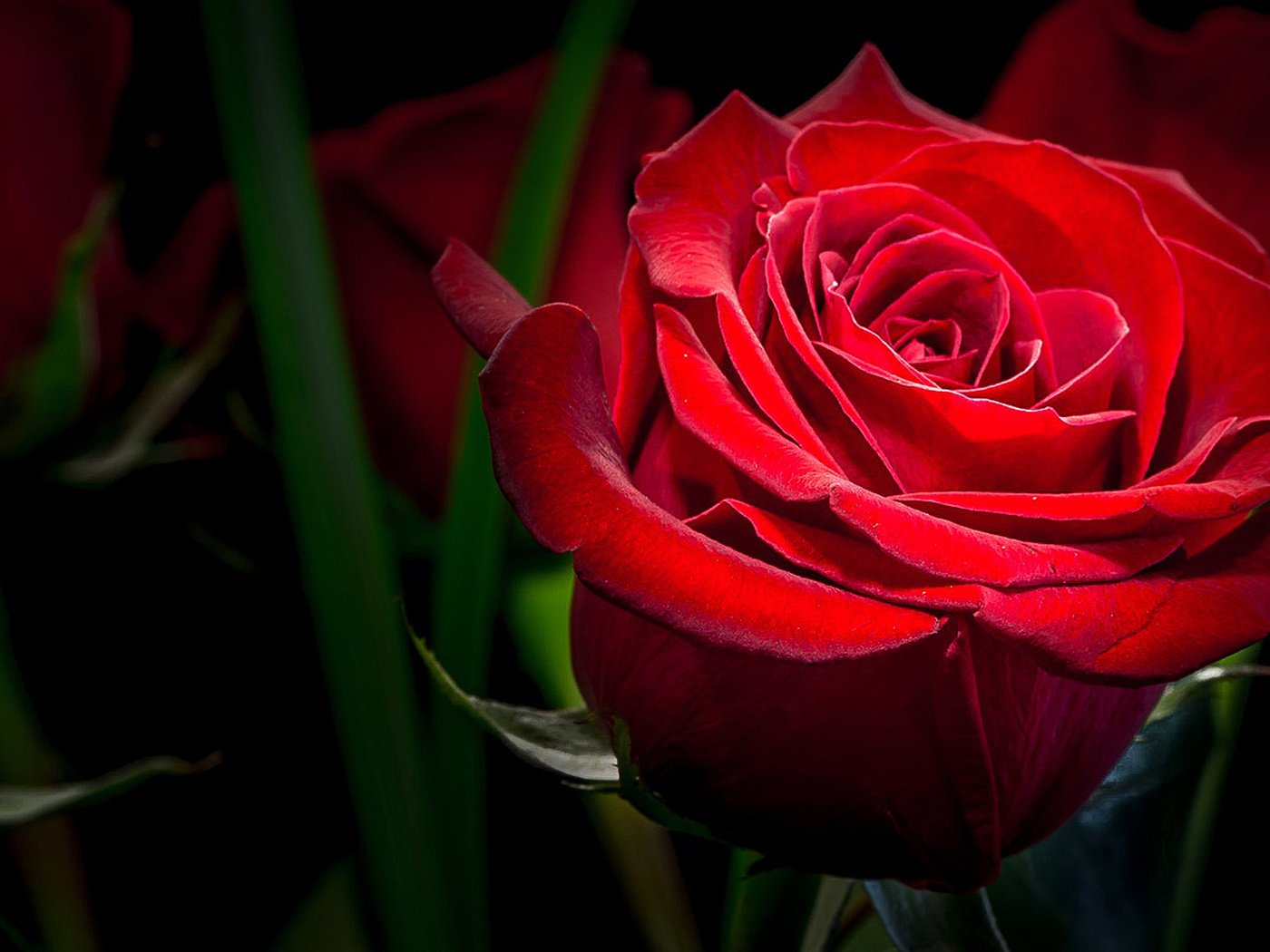 Обои макро, цветок, роза, красная, темный фон, macro, flower, rose, red, the dark background разрешение 1920x1080 Загрузить
