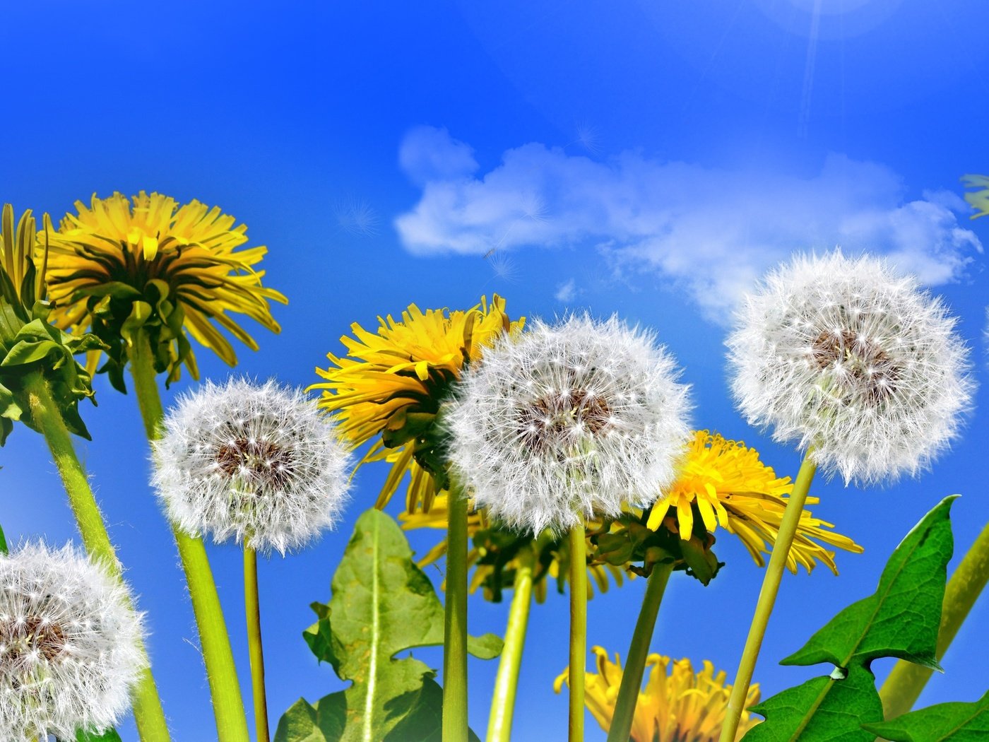 Обои небо, цветы, солнце, поле, весна, одуванчики, the sky, flowers, the sun, field, spring, dandelions разрешение 2520x1650 Загрузить
