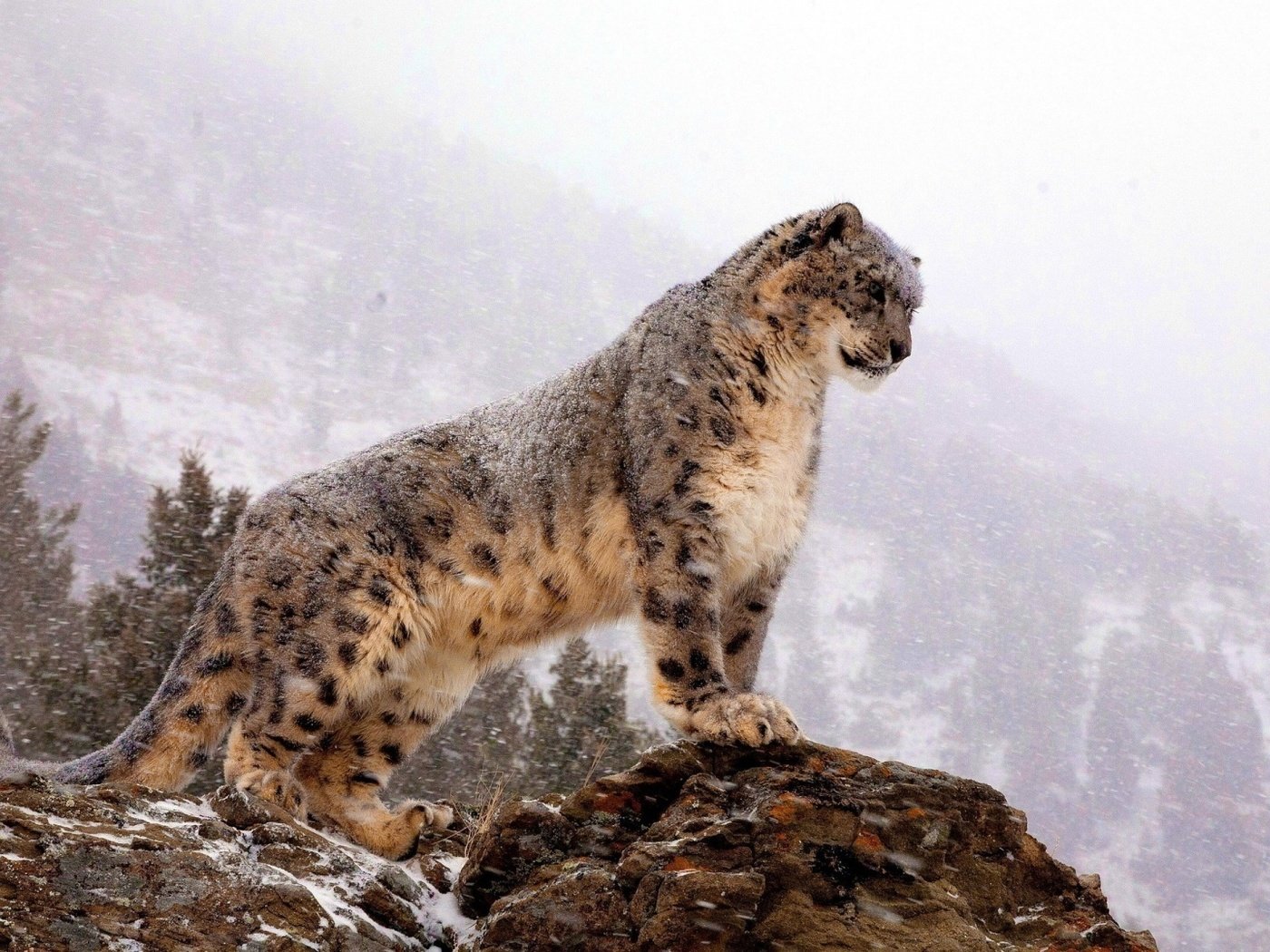 Обои горы, снег, скала, хищник, большая кошка, снежный барс, ирбис, стоит, mountains, snow, rock, predator, big cat, snow leopard, irbis, is разрешение 1920x1080 Загрузить