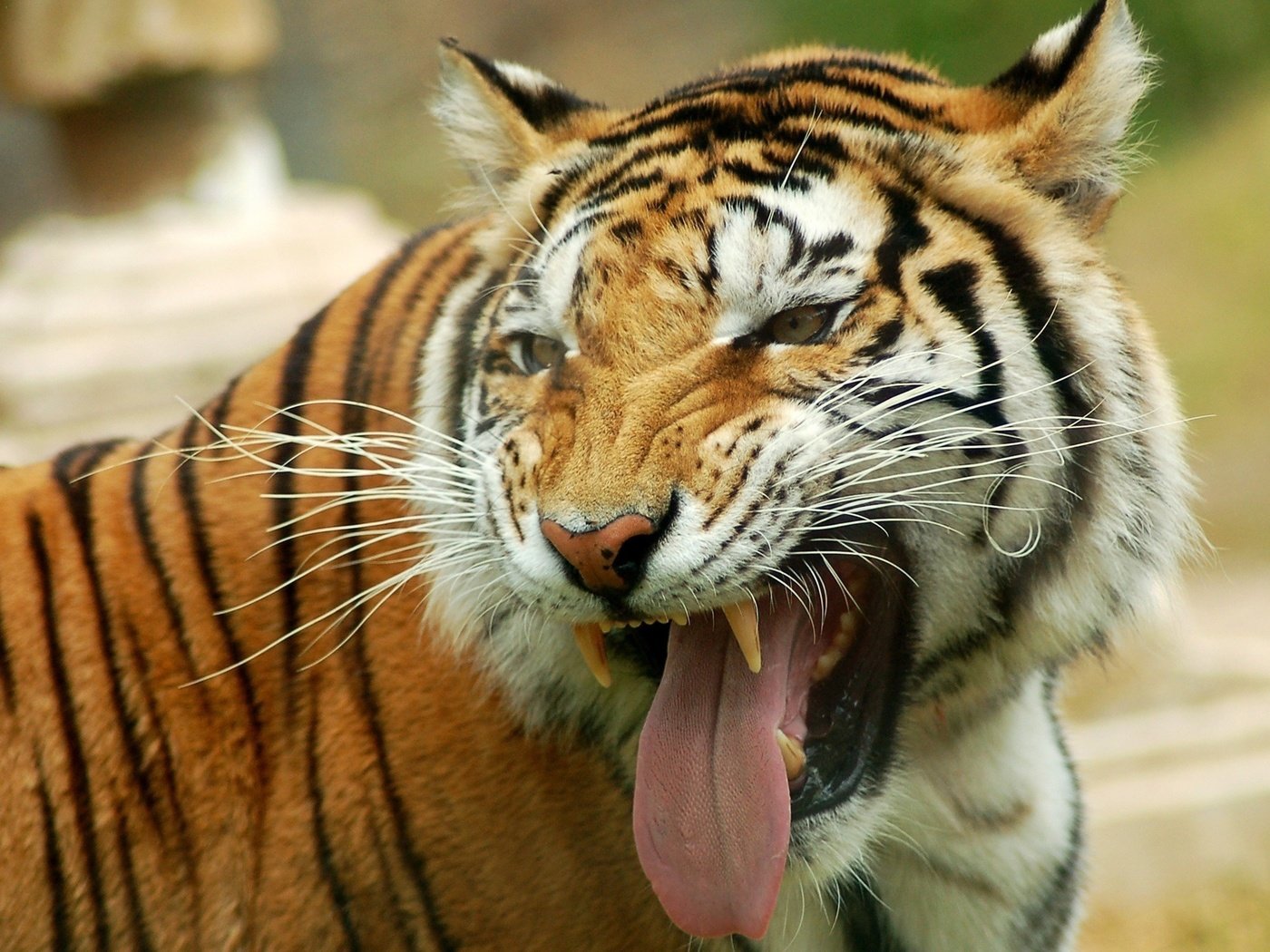 Обои тигр, оскал, глаза, морда, взгляд, клыки, хищник, большая кошка, язык, tiger, grin, eyes, face, look, fangs, predator, big cat, language разрешение 2560x1600 Загрузить