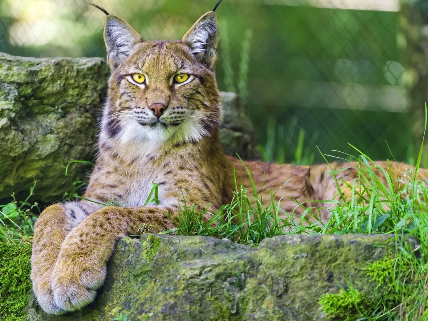 Обои глаза, морда, трава, рысь, взгляд, дикая кошка, eyes, face, grass, lynx, look, wild cat разрешение 1920x1200 Загрузить