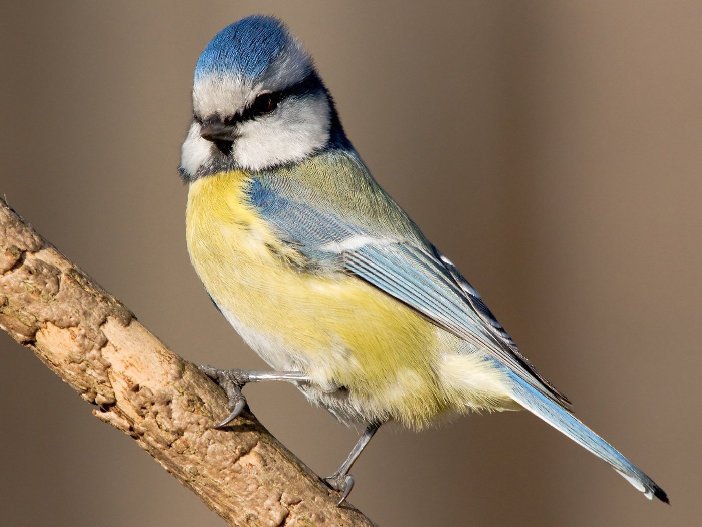 Обои ветка, птица, клюв, перья, синица, лазоревка, branch, bird, beak, feathers, tit, blue tit разрешение 1920x1200 Загрузить