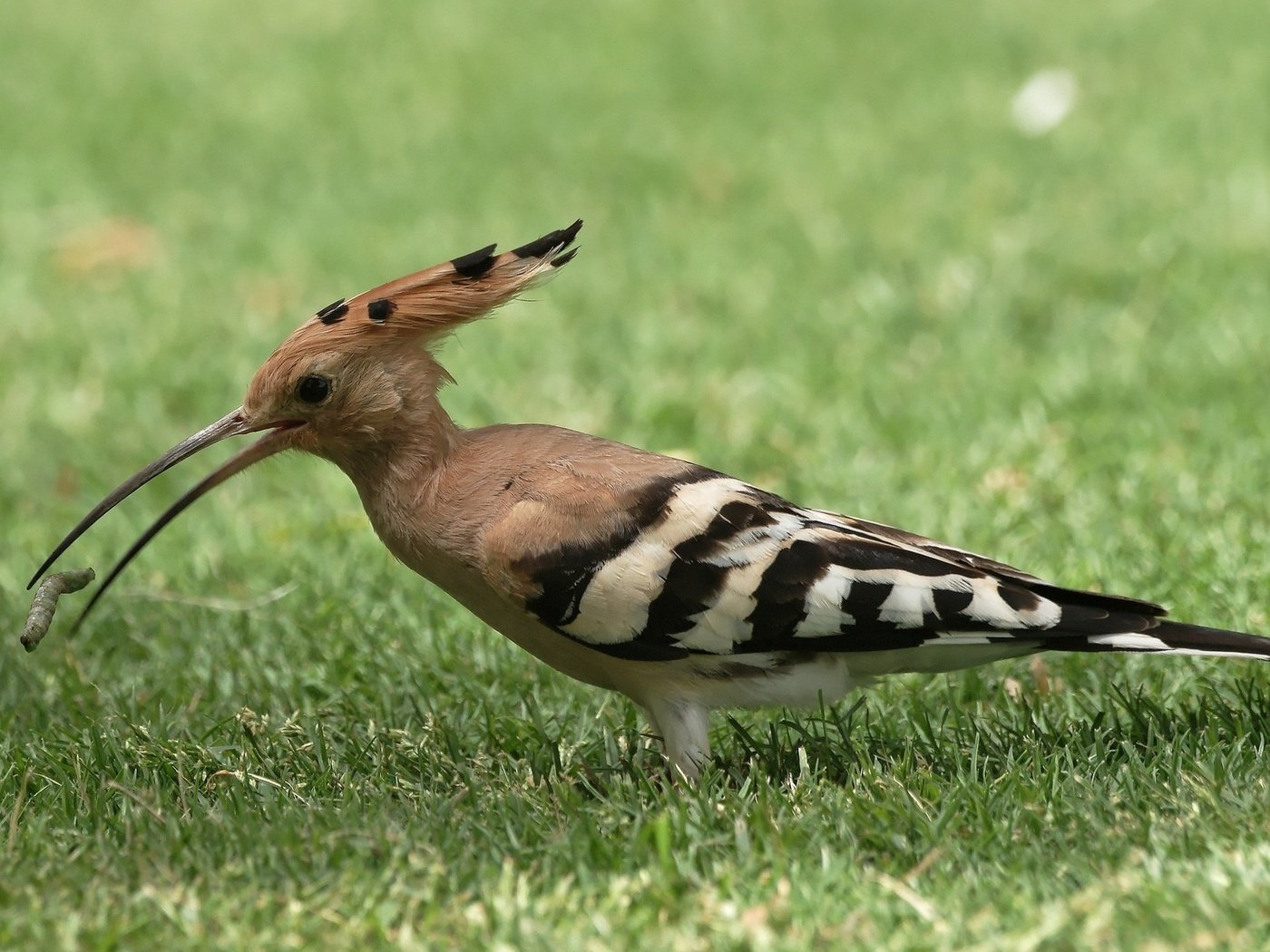 Обои трава, животные, птица, клюв, перья, удод, grass, animals, bird, beak, feathers, hoopoe разрешение 2048x1365 Загрузить