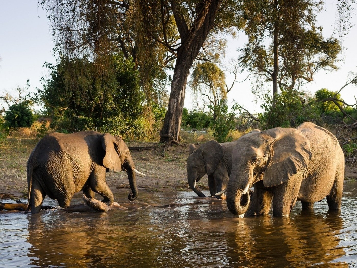 Обои животные, слон, семья, слоны, водопой, полив, animals, elephant, family, elephants, drink, watering разрешение 1920x1080 Загрузить