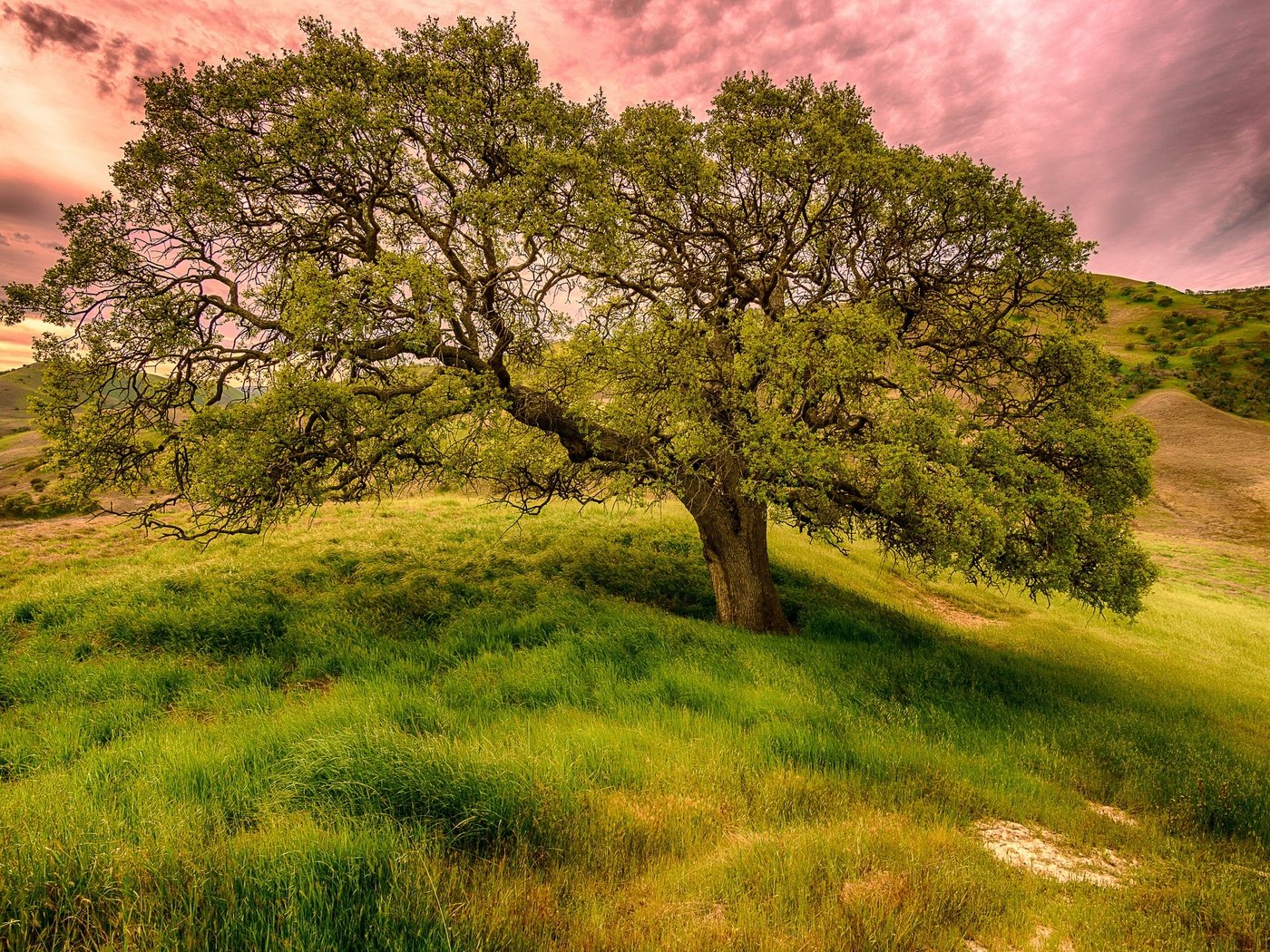 Обои небо, трава, облака, дерево, поле, лето, the sky, grass, clouds, tree, field, summer разрешение 2560x1707 Загрузить