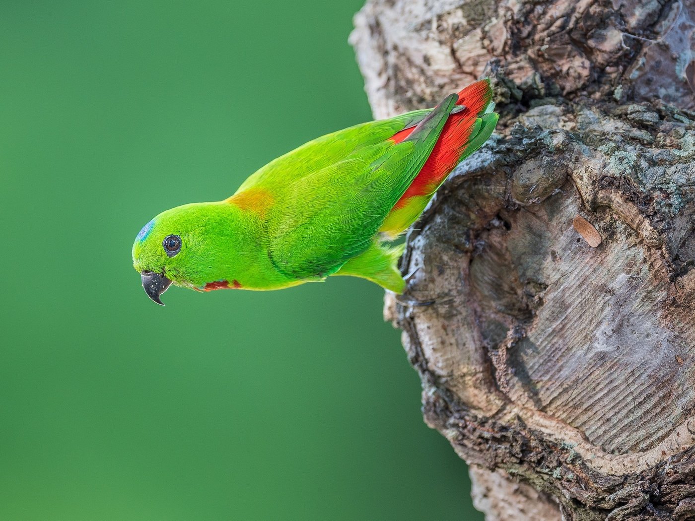 Обои дерево, птица, хвост, попугай, оперение, tree, bird, tail, parrot разрешение 2048x1367 Загрузить