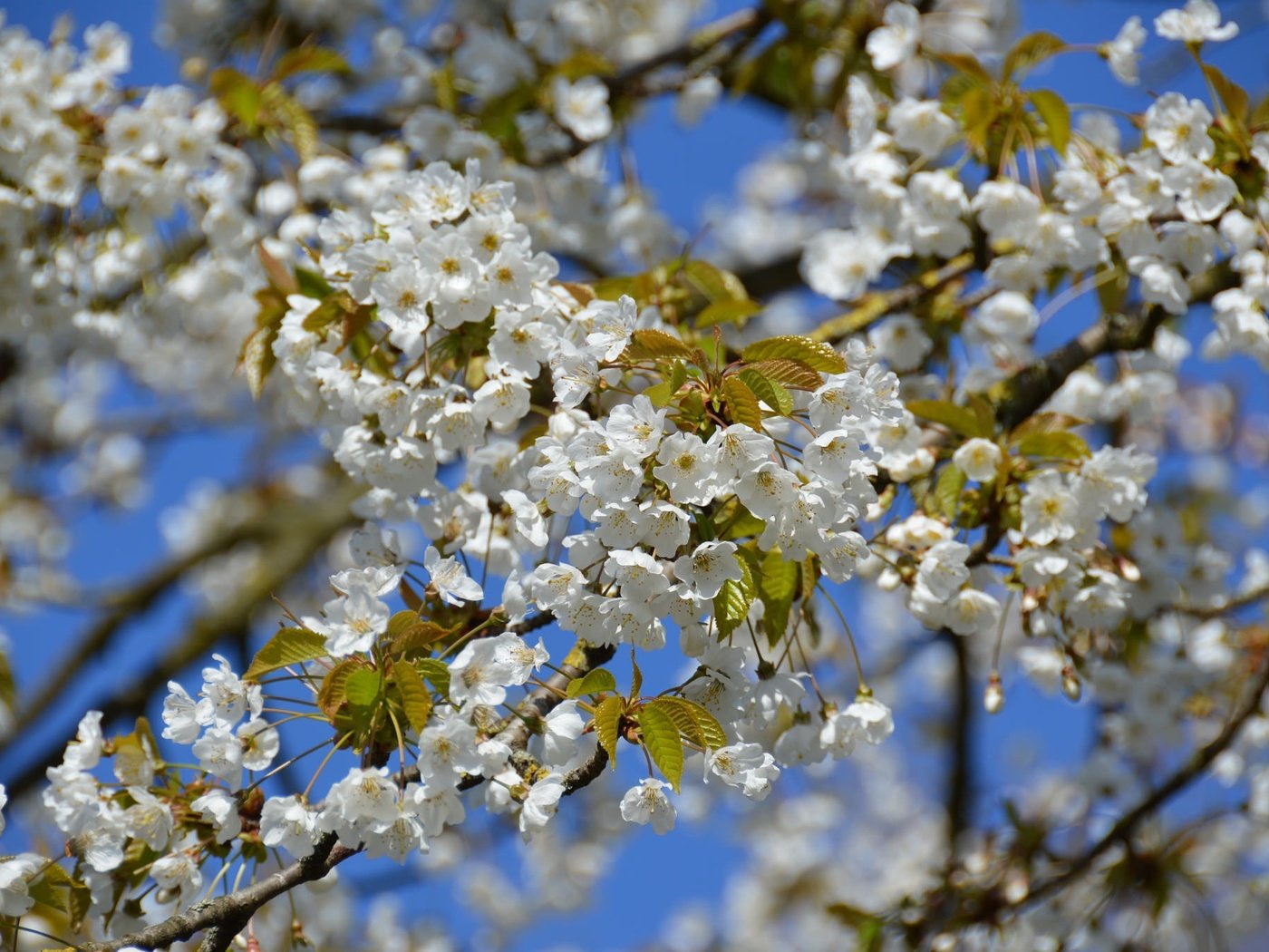 Обои небо, дерево, цветение, ветки, весна, вишня, the sky, tree, flowering, branches, spring, cherry разрешение 2048x1362 Загрузить