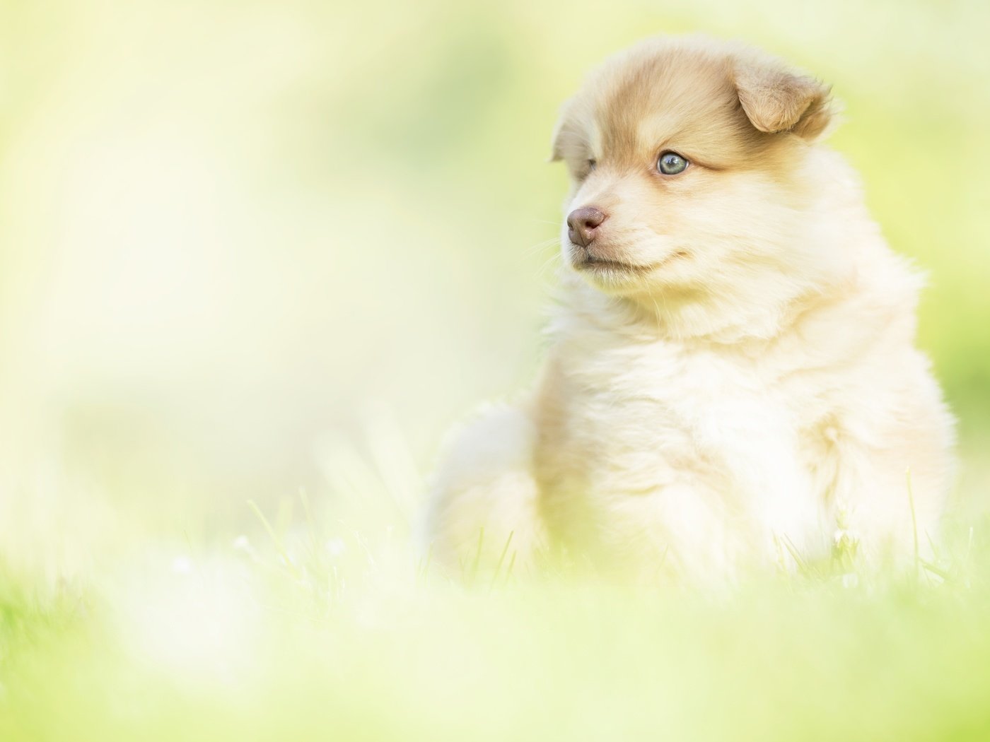 Обои фон, взгляд, собака, щенок, малыш, финский лаппхунд, background, look, dog, puppy, baby, finnish lapphund разрешение 5472x3648 Загрузить