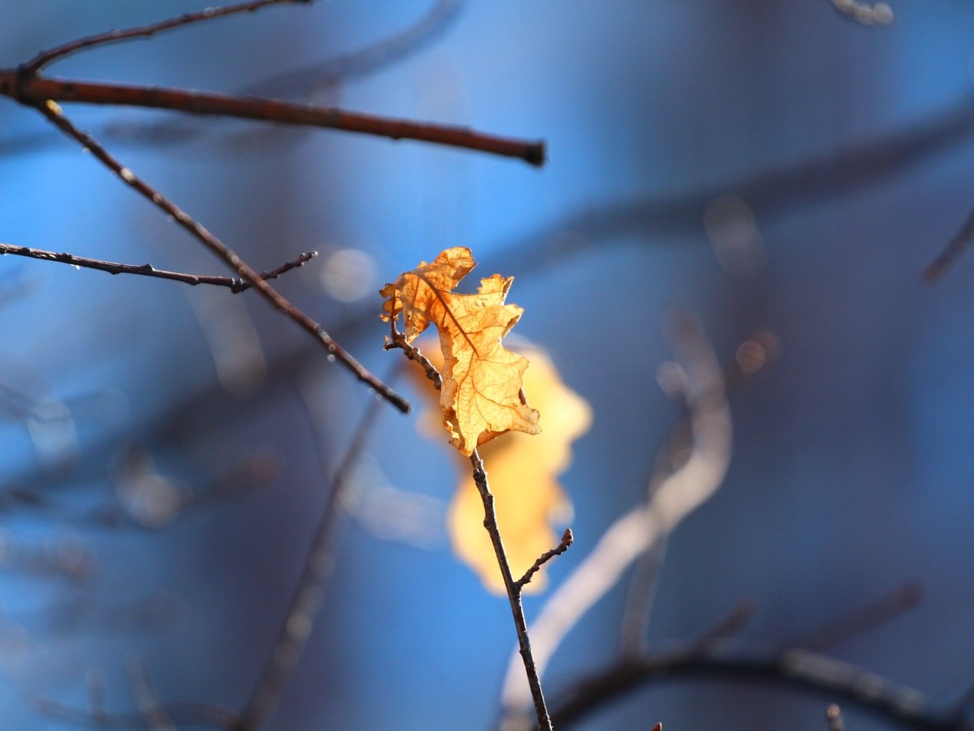 Обои природа, листья, фон, листок, осень, дуб, веточки, nature, leaves, background, leaf, autumn, oak, twigs разрешение 1920x1280 Загрузить