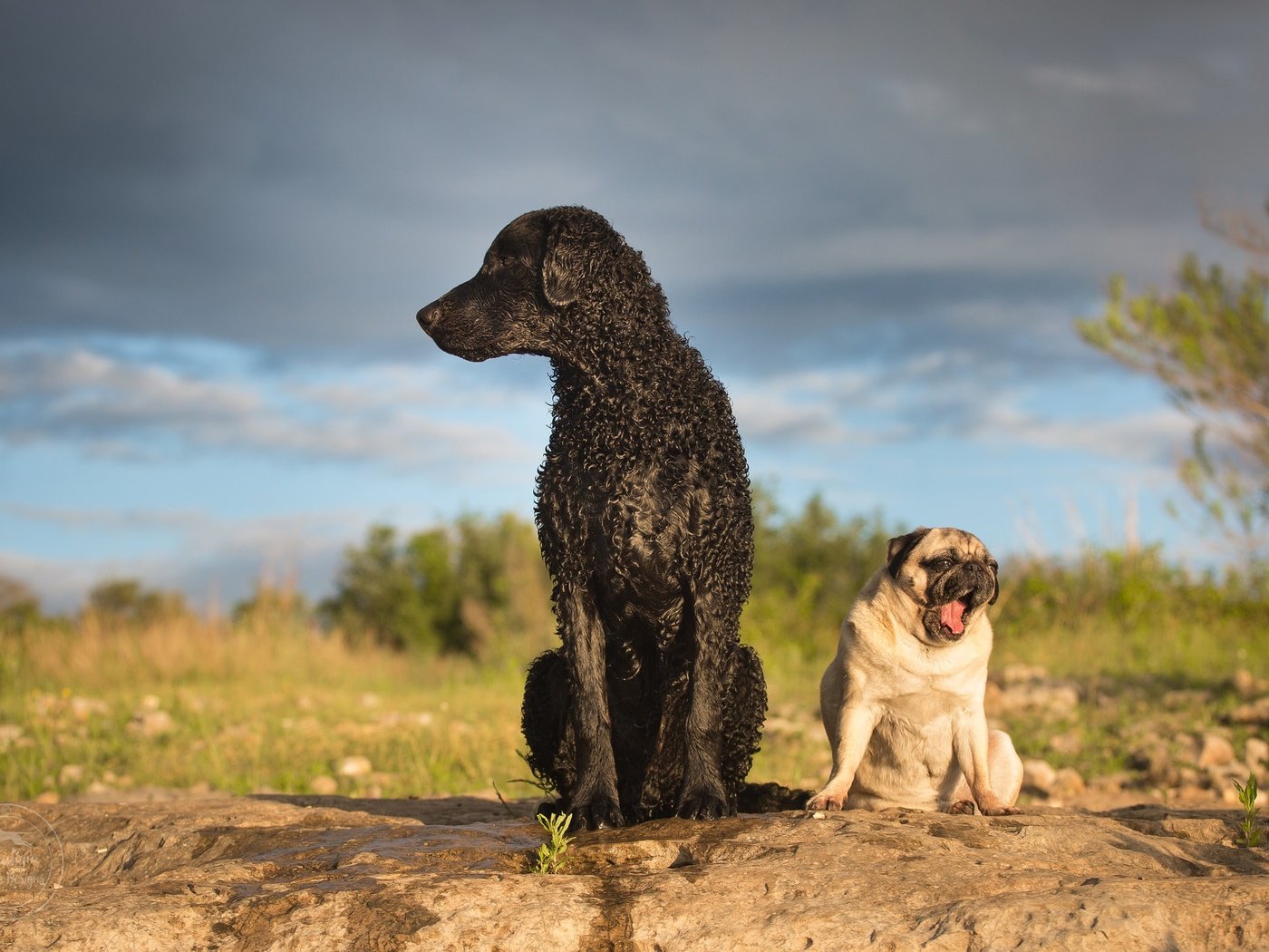 Обои собаки, мопс, ретривер, кёрли, курчавошёрстный ретривер, dogs, pug, retriever, curly, curtiosity retriever разрешение 2048x1365 Загрузить