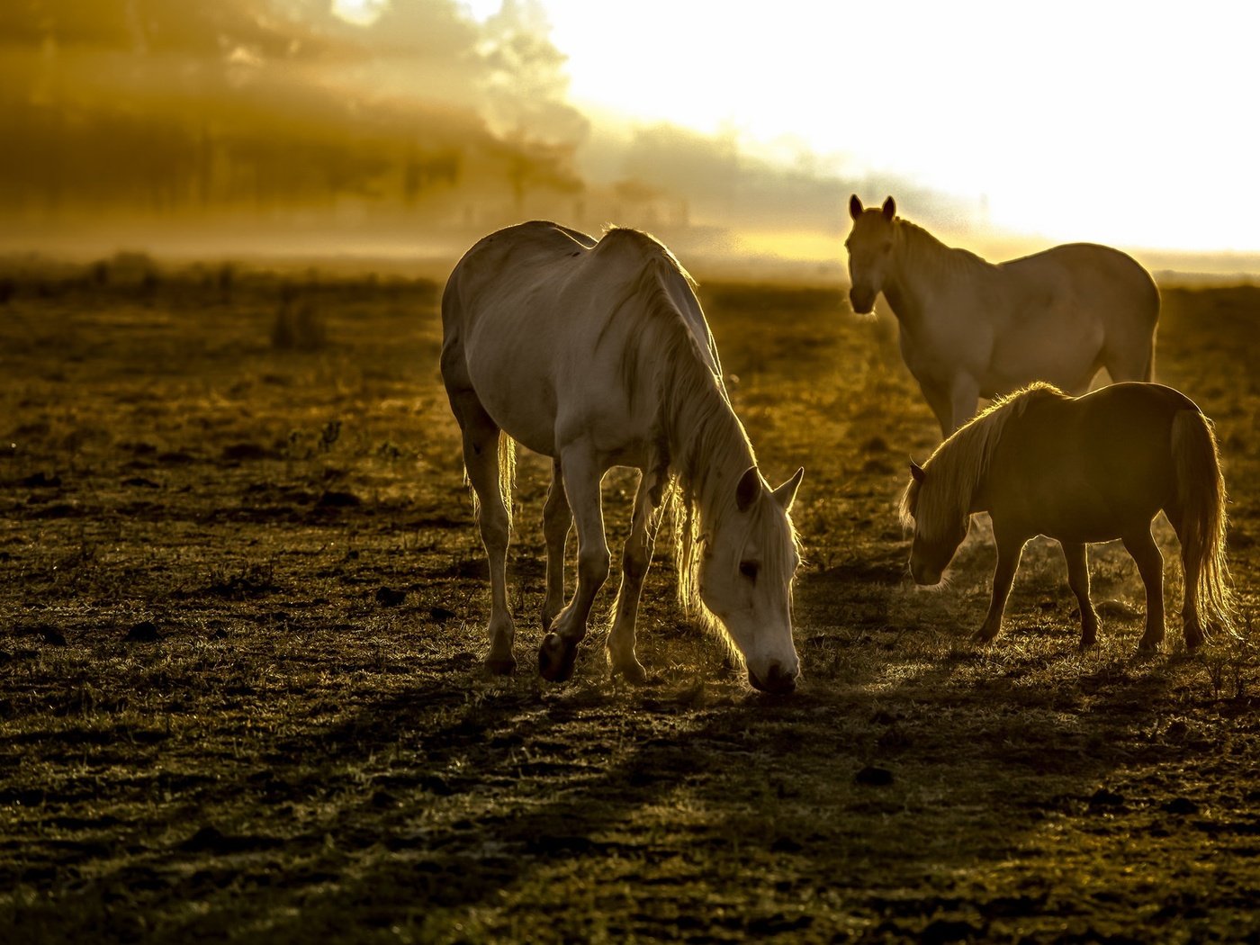 Обои утро, туман, поле, лошади, кони, грива, копыта, morning, fog, field, horse, horses, mane, hooves разрешение 2048x1223 Загрузить