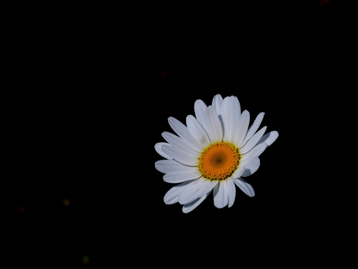 Обои цветок, лепестки, ромашка, черный фон, jazzmatica, flower, petals, daisy, black background разрешение 3746x2424 Загрузить